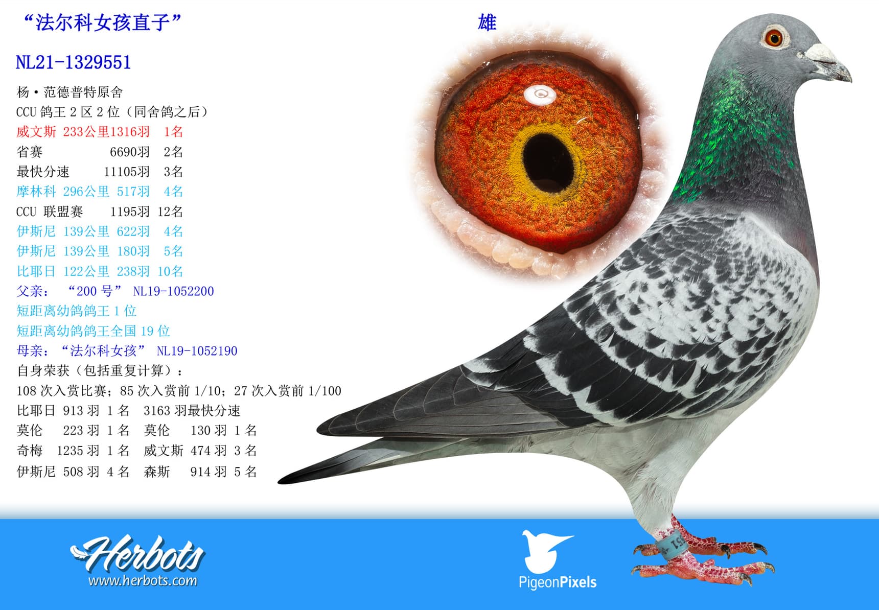 pigeon: undefined