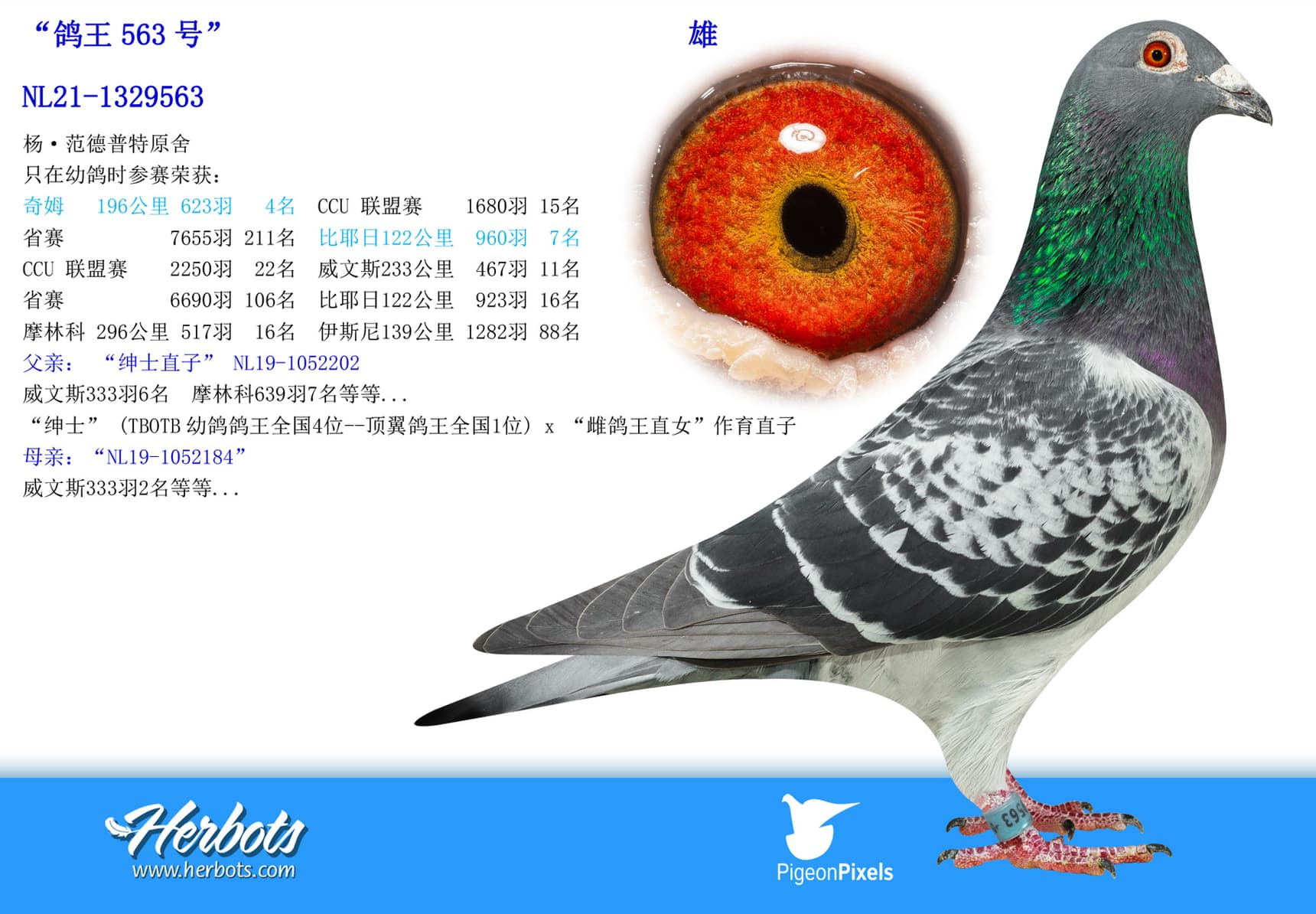 pigeon: undefined