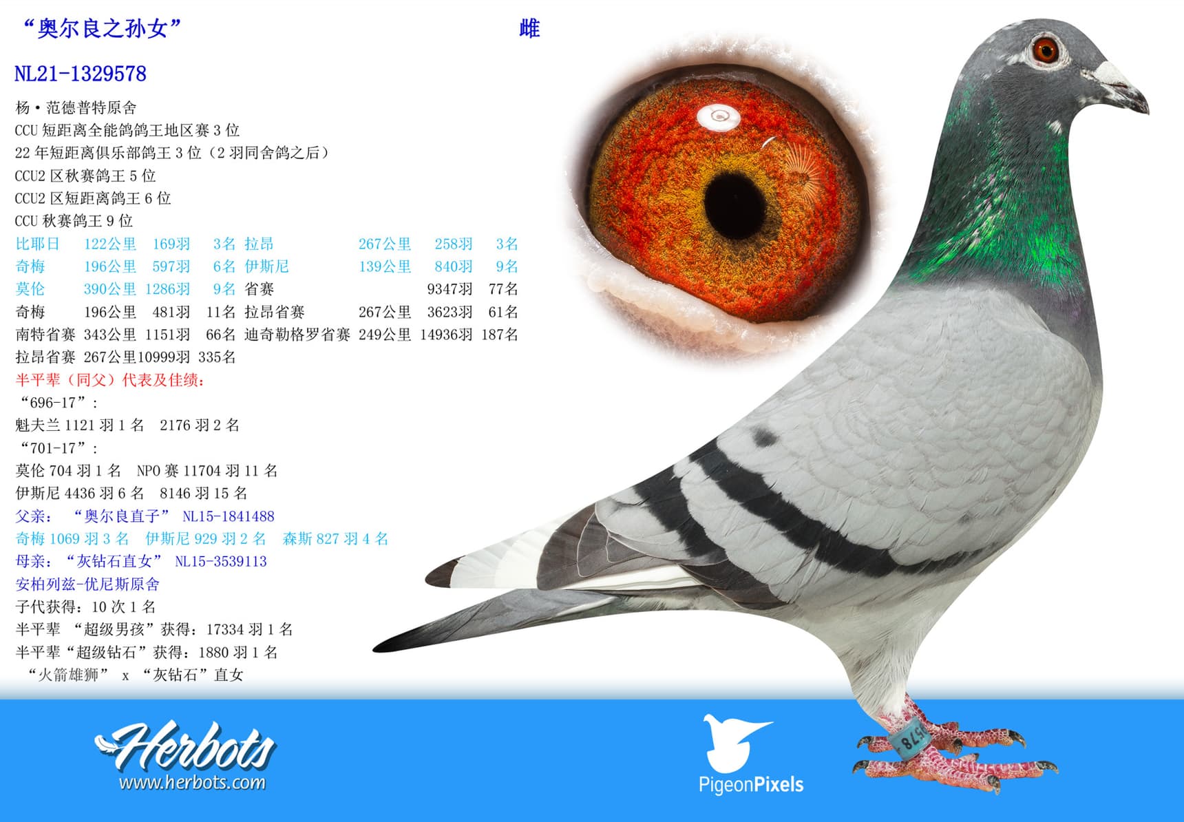 pigeon: undefined