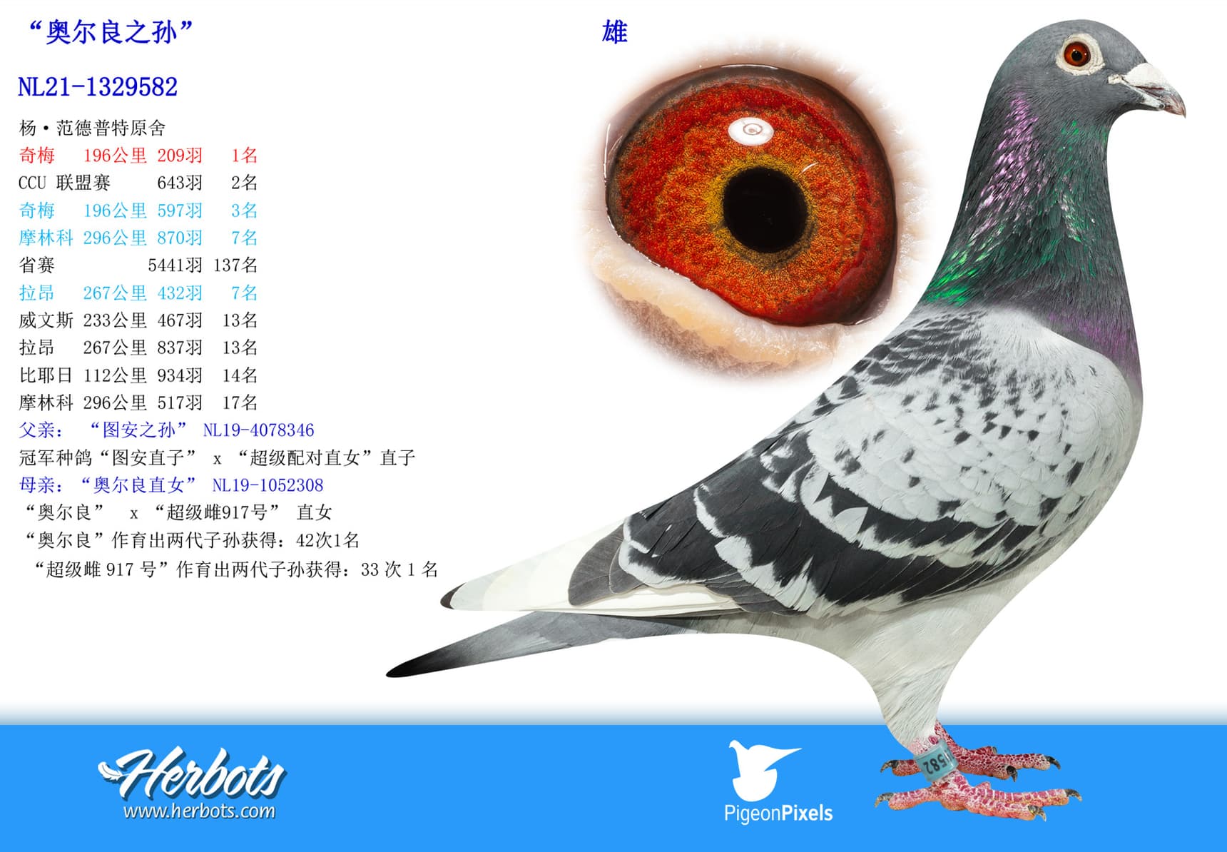 pigeon: undefined