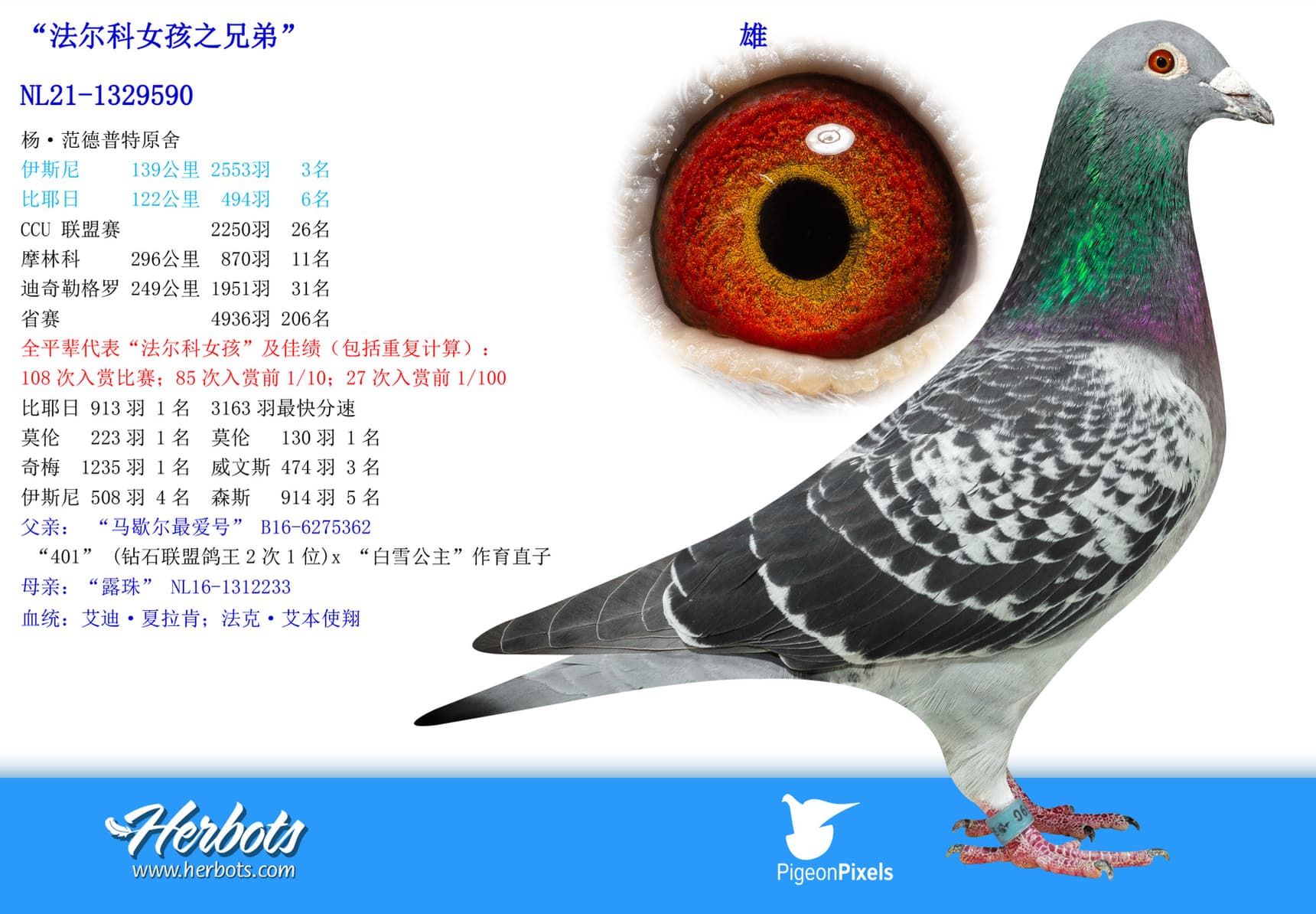 pigeon: undefined
