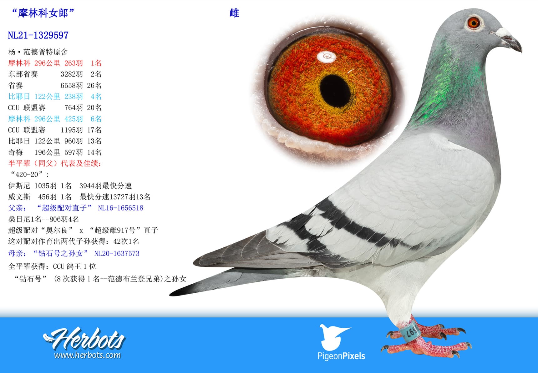 pigeon: undefined