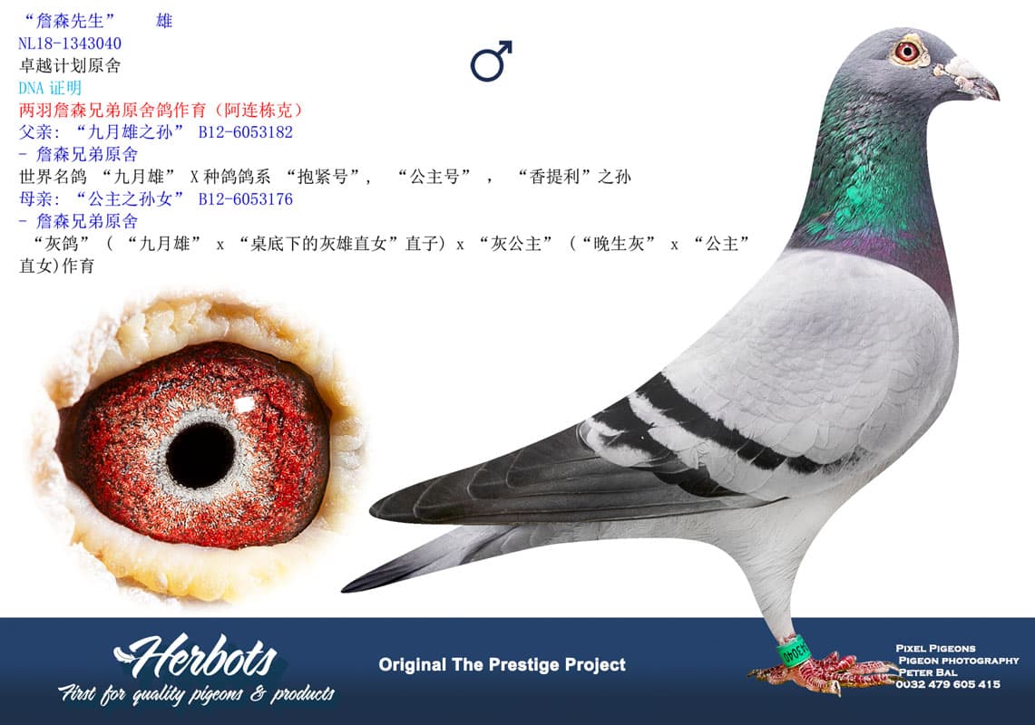pigeon: undefined