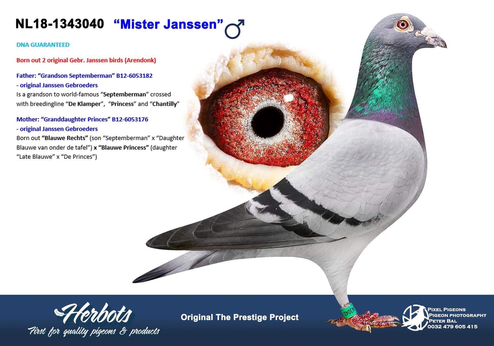 pigeon: undefined