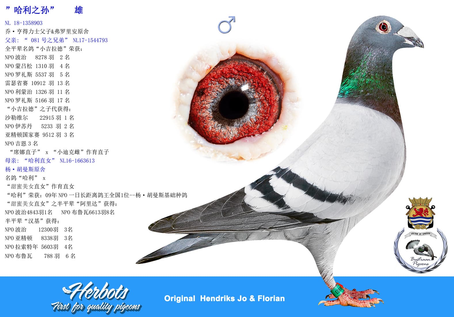 pigeon: ”哈利之孙”