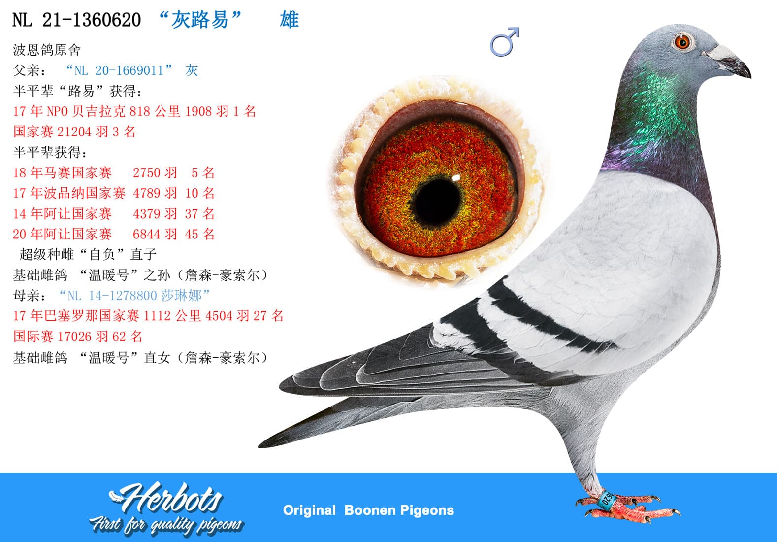 pigeon: “灰路易”