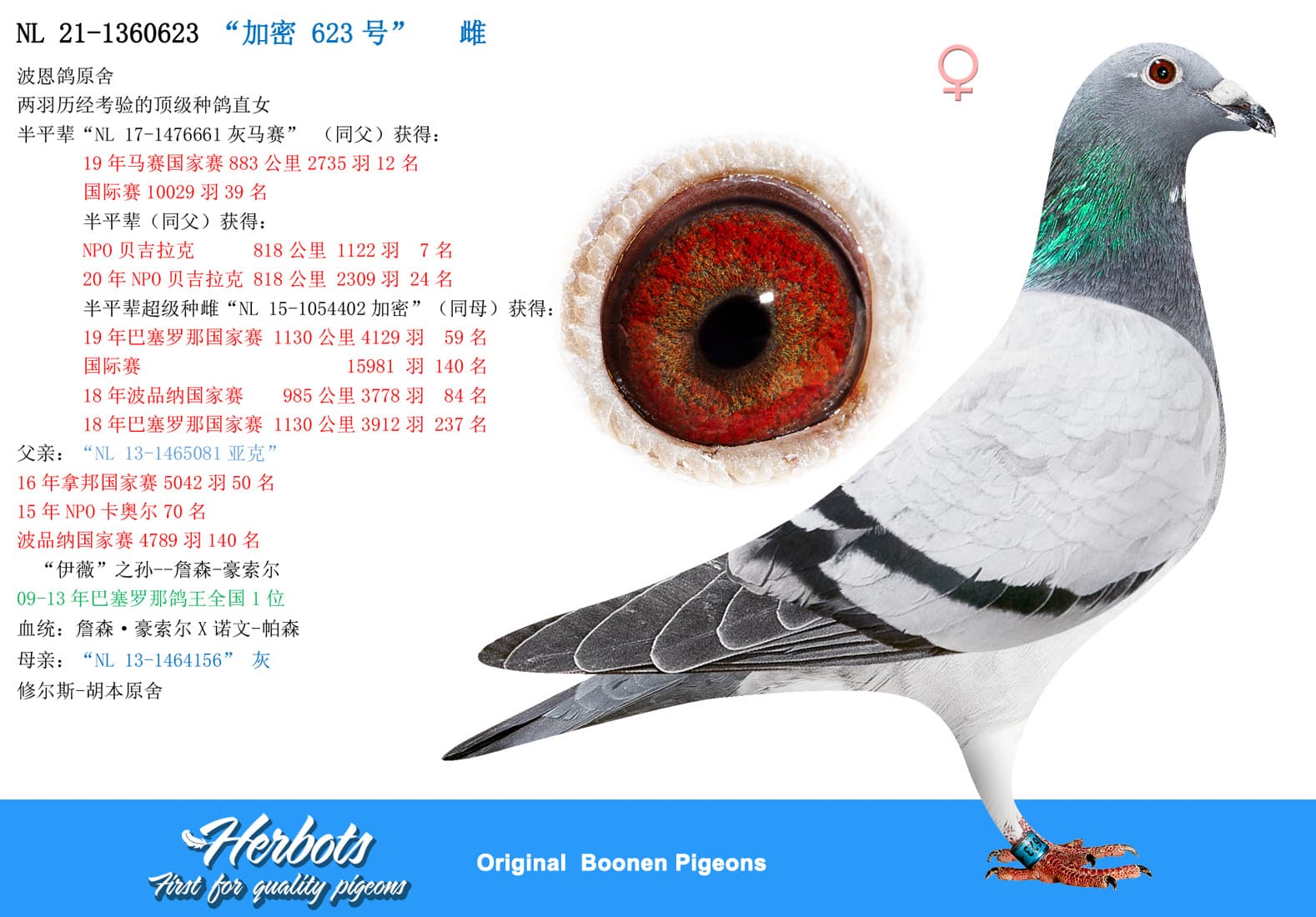 pigeon: “加密 623号”