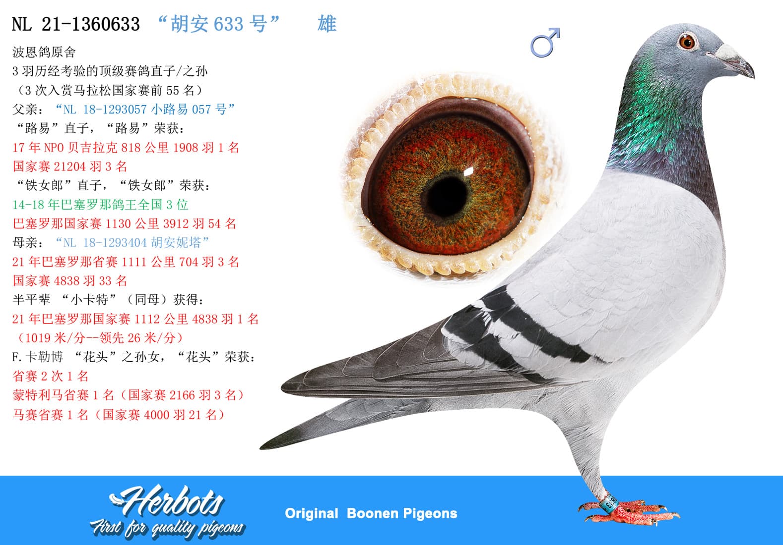 pigeon: “胡安633号”