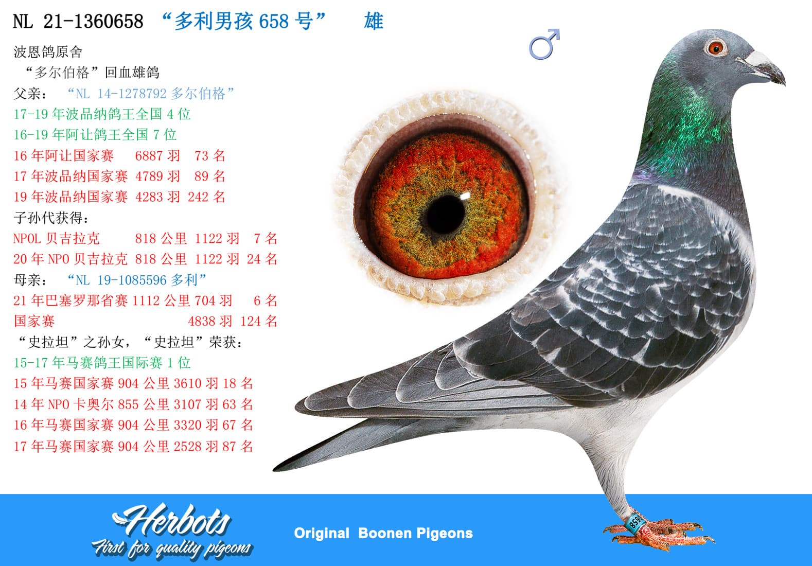 pigeon: “多利男孩658号”