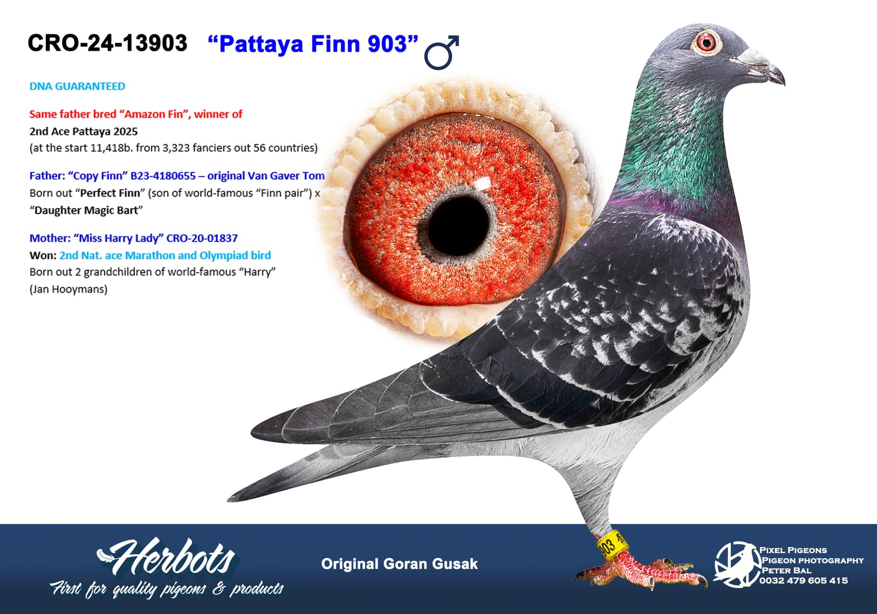 pigeon: undefined