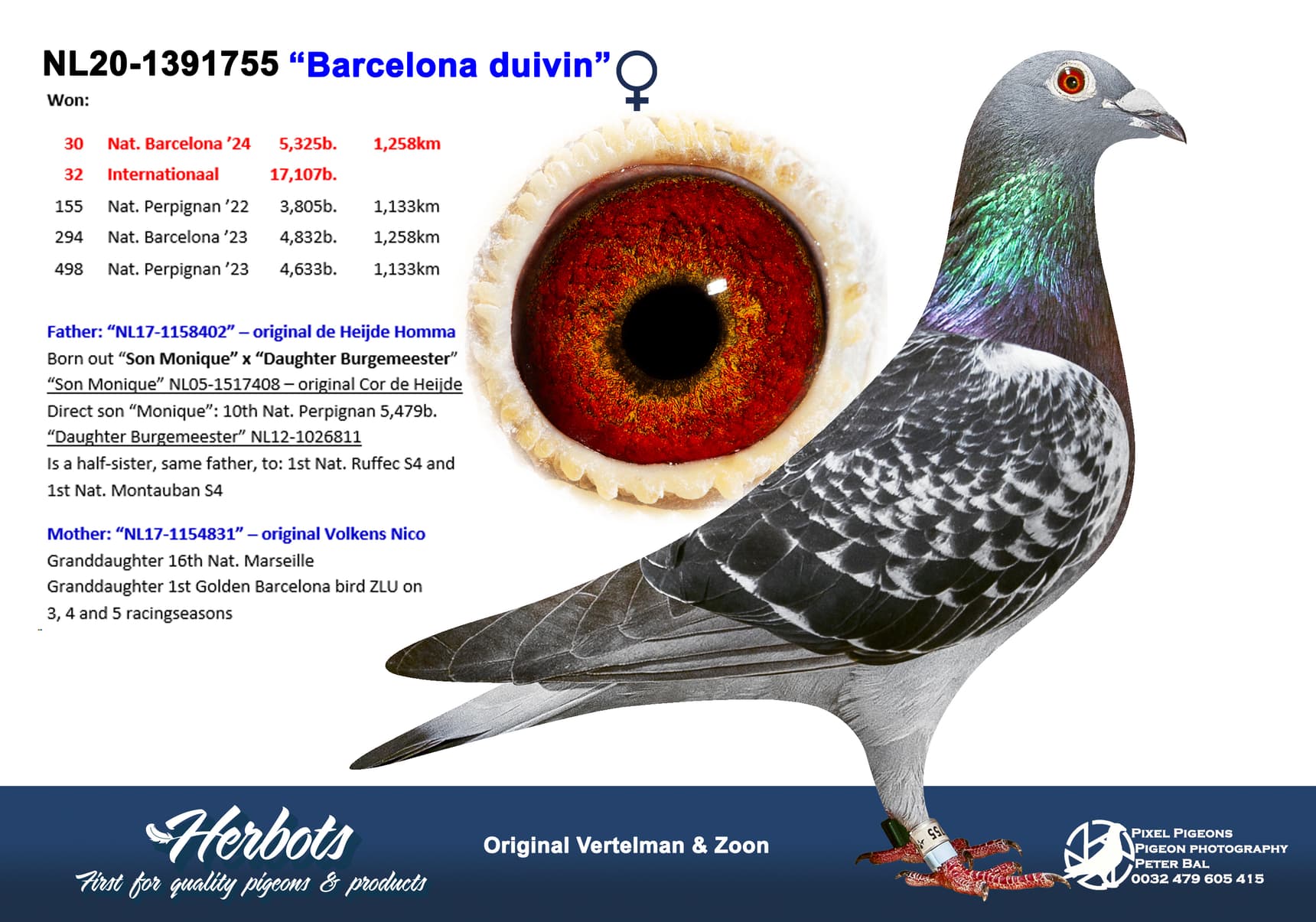 pigeon: undefined