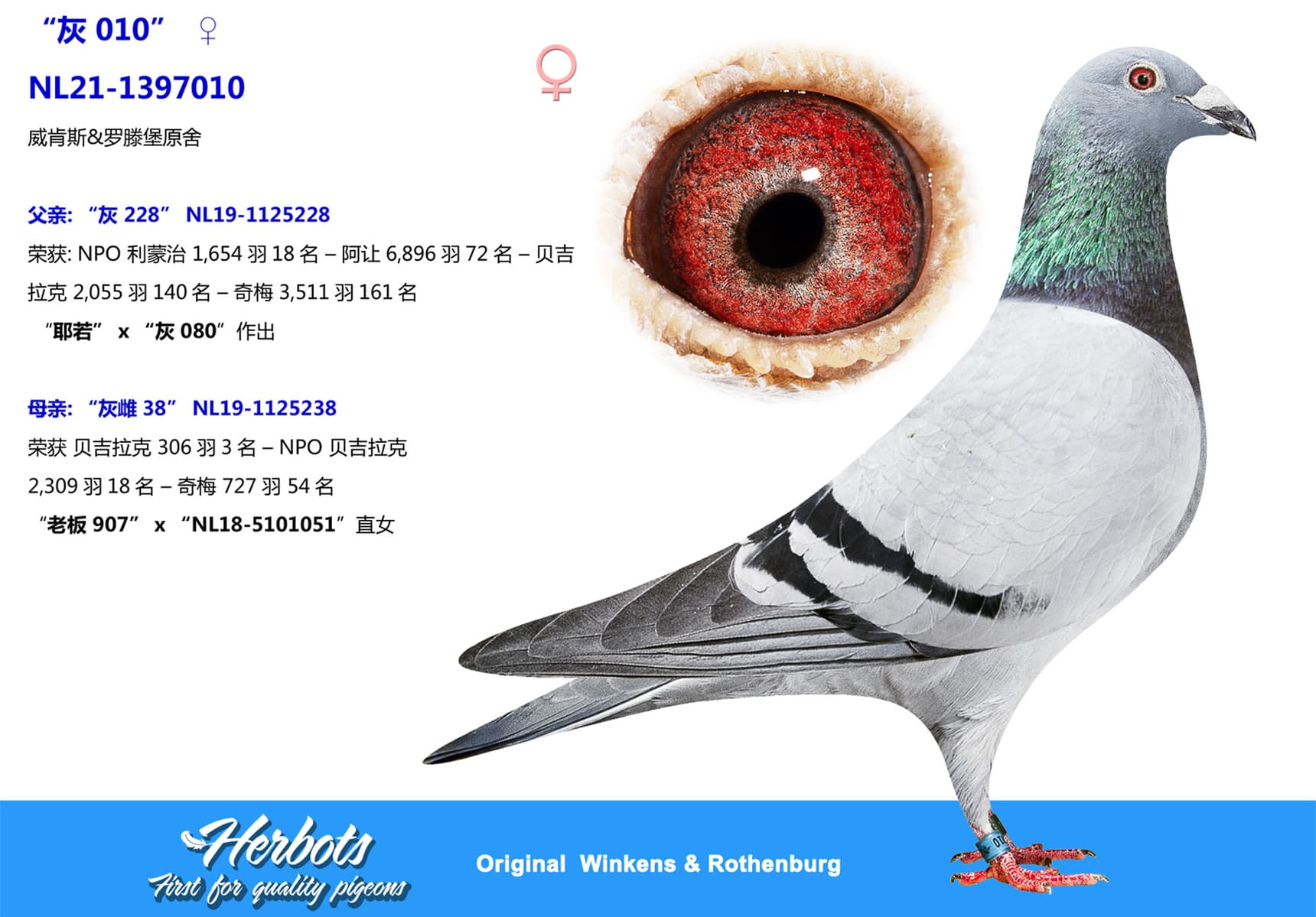 pigeon: undefined