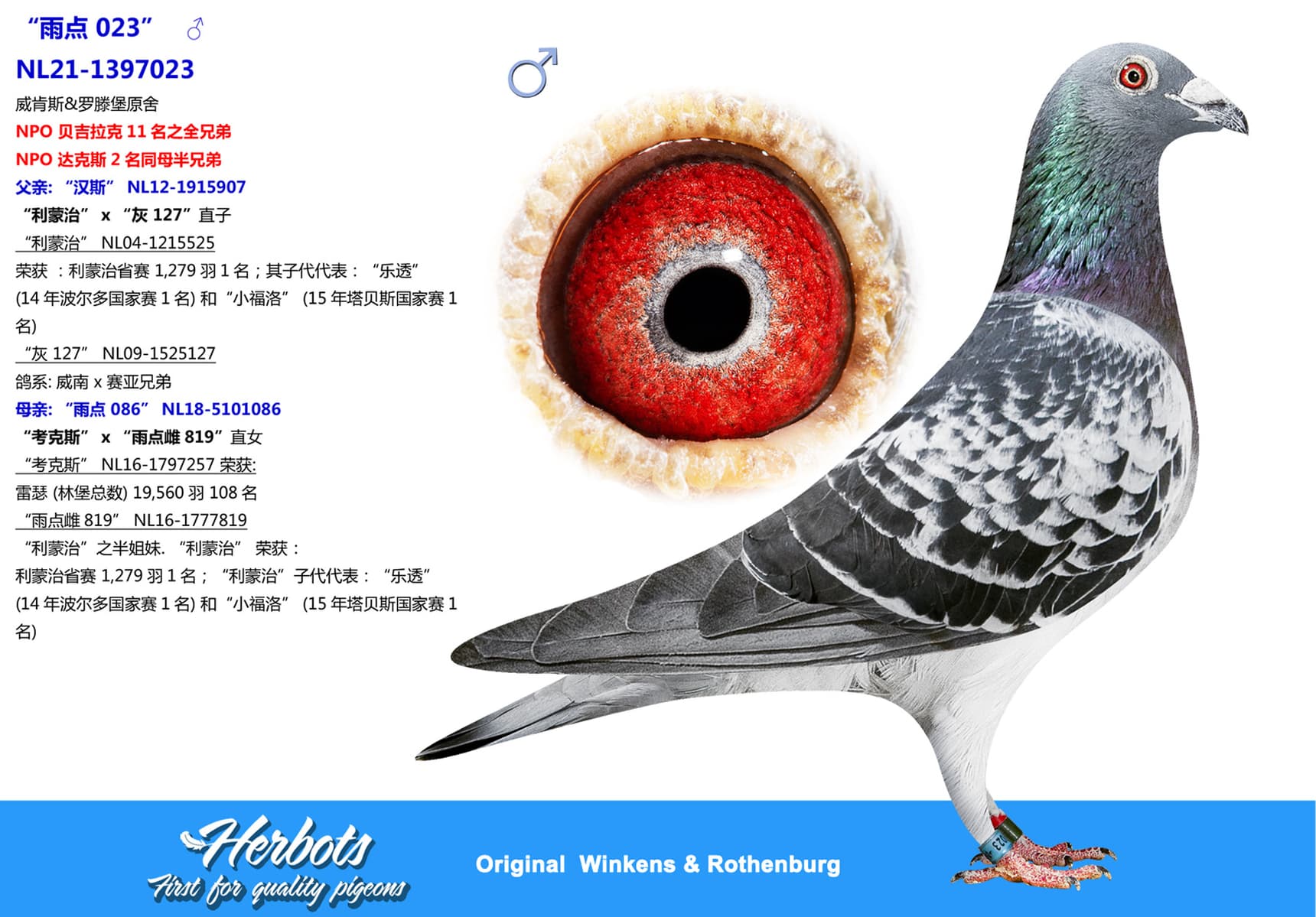 pigeon: undefined