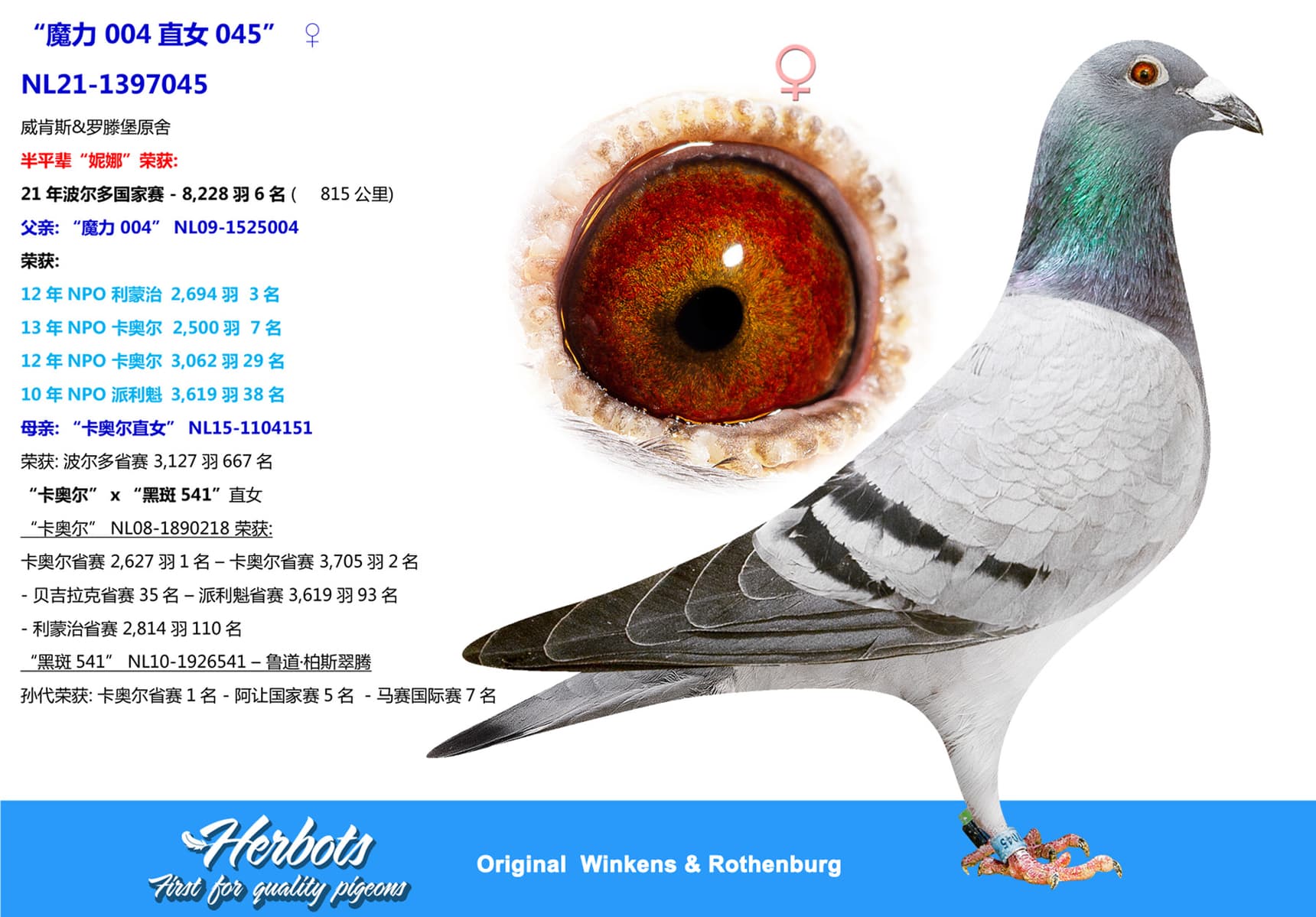 pigeon: “魔力 004直女045”