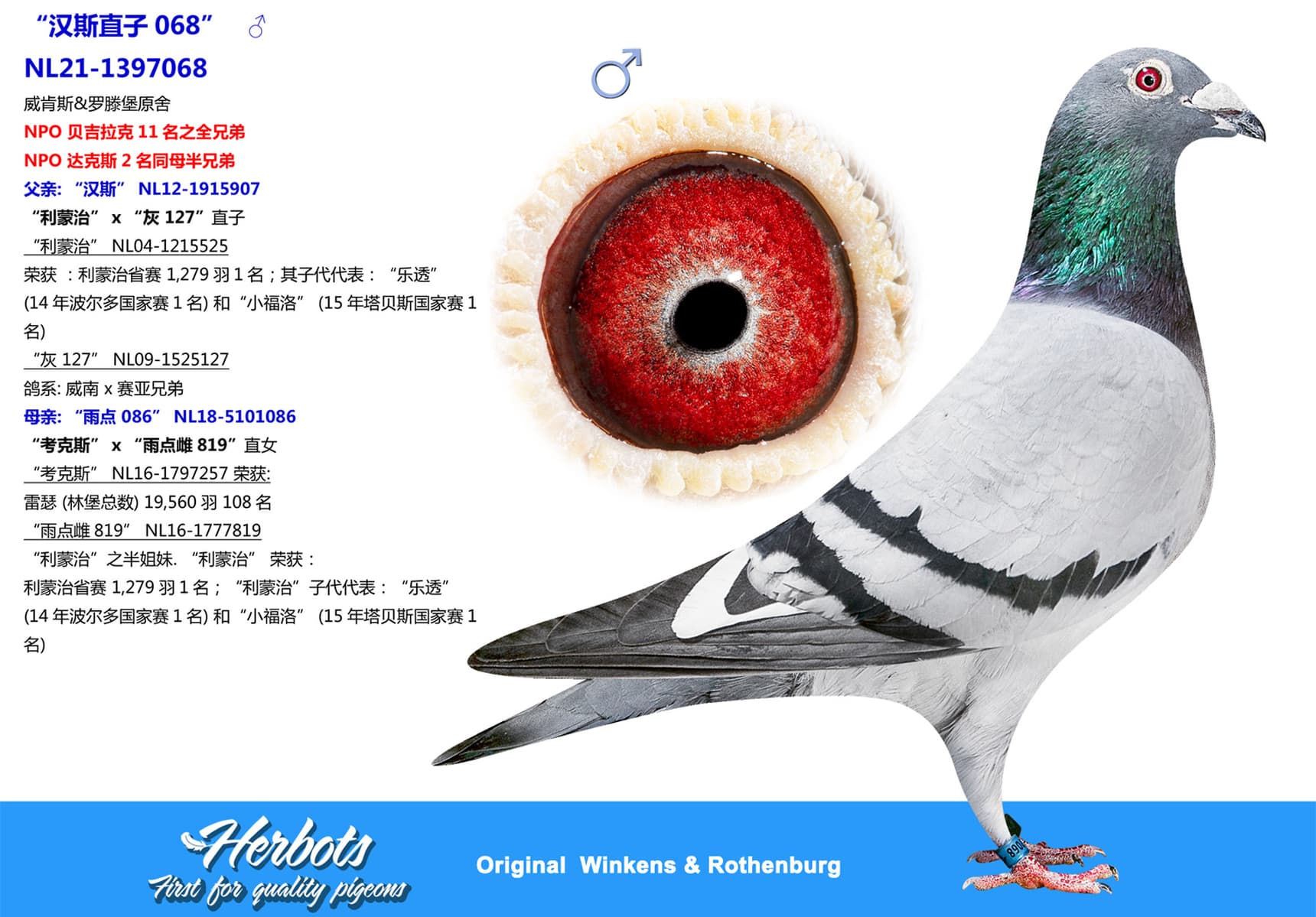 pigeon: undefined