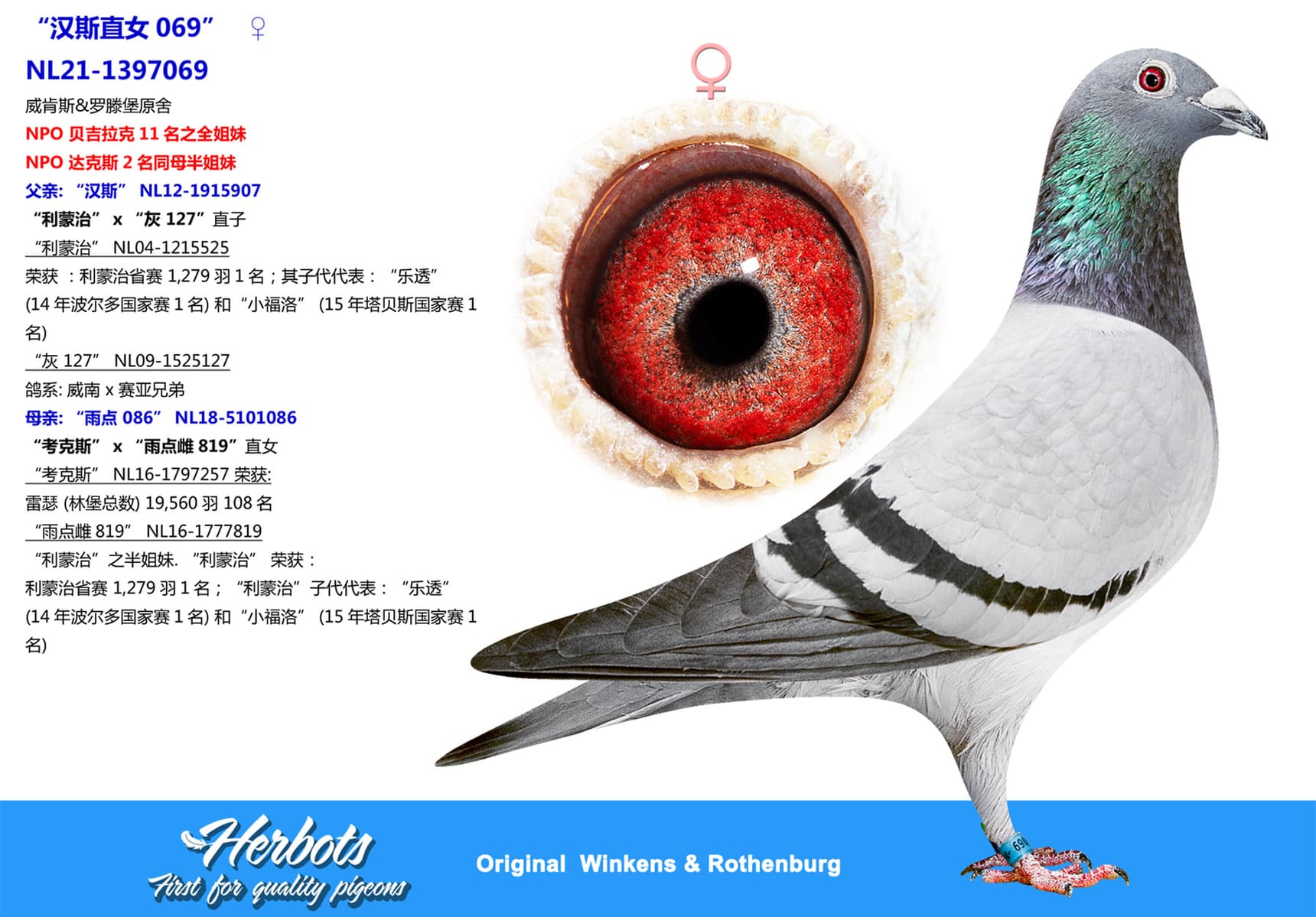 pigeon: undefined