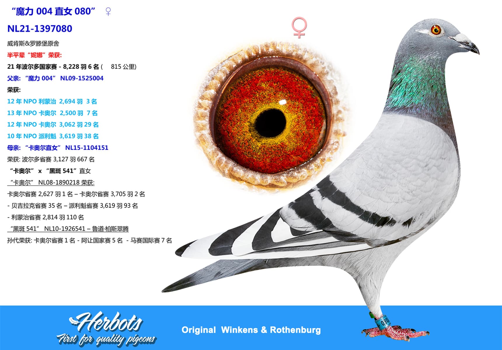 pigeon: “魔力 004直女080”