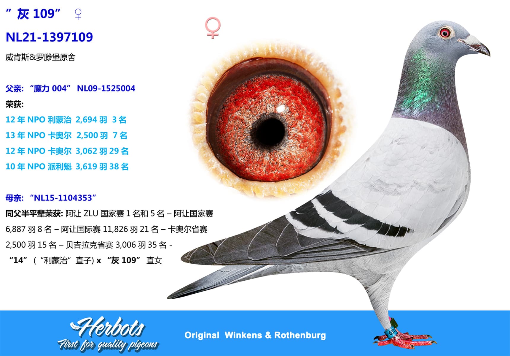 pigeon: ”灰 109”