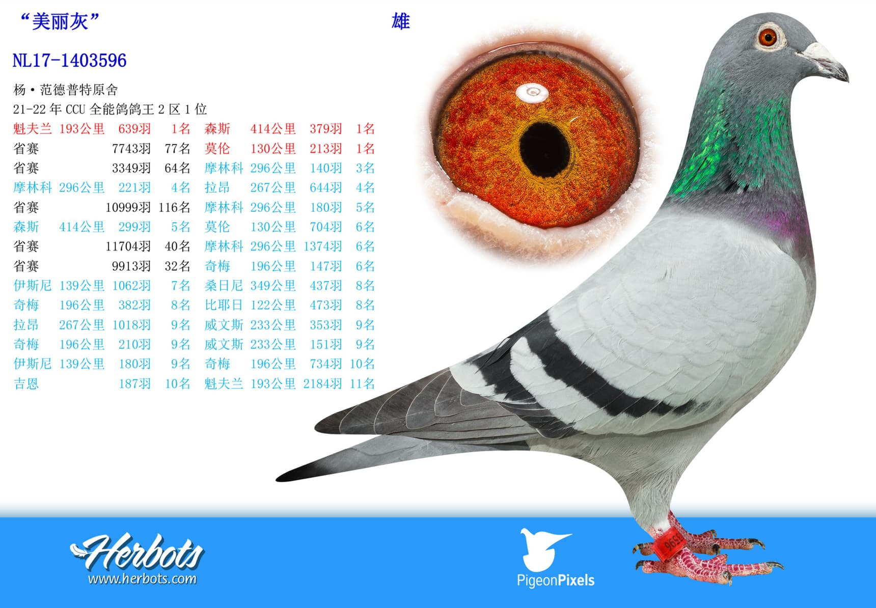 pigeon: undefined