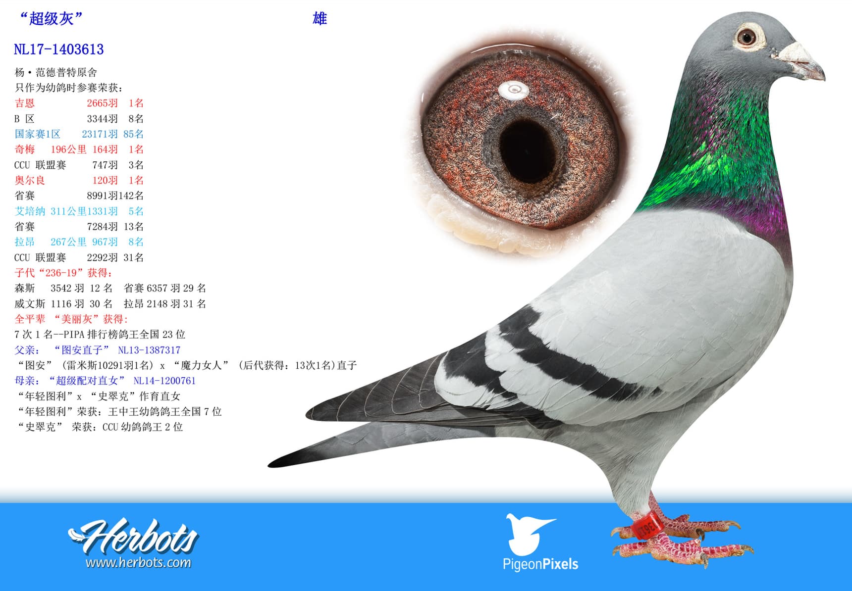 pigeon: undefined