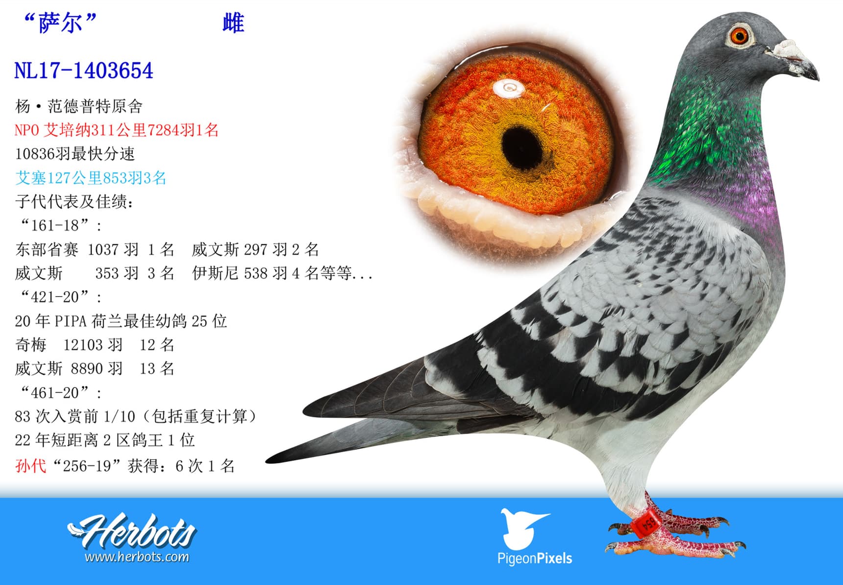 pigeon: undefined