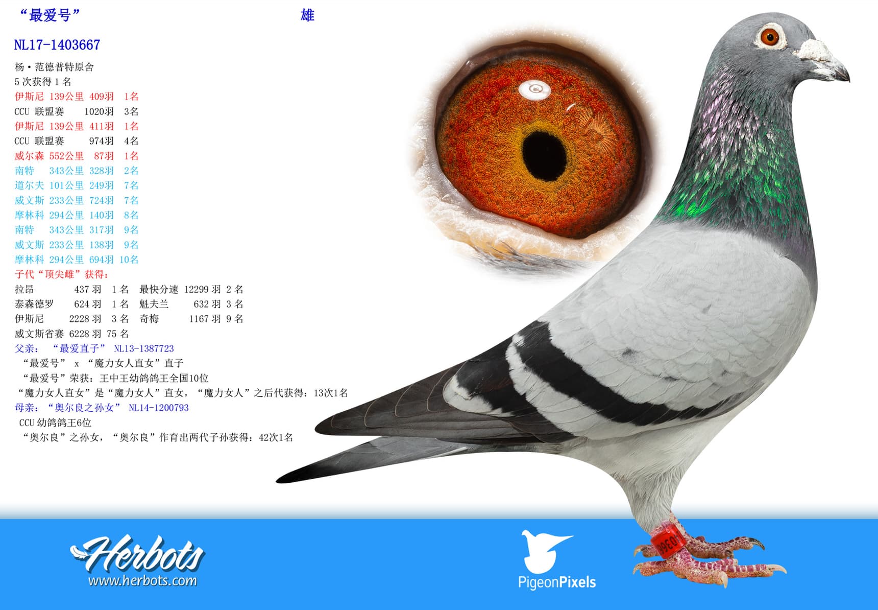 pigeon: undefined