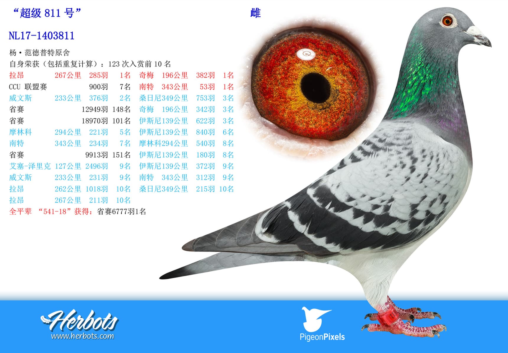 pigeon: undefined