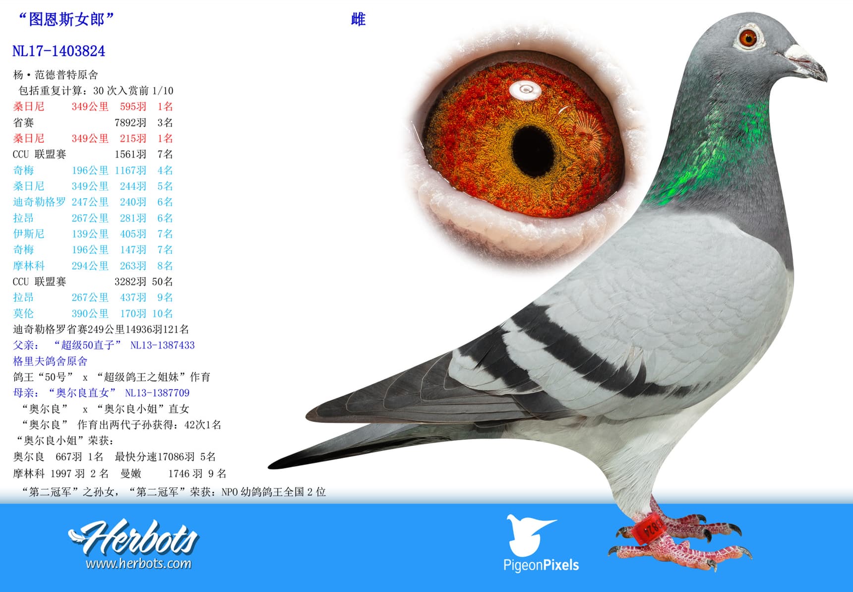 pigeon: undefined