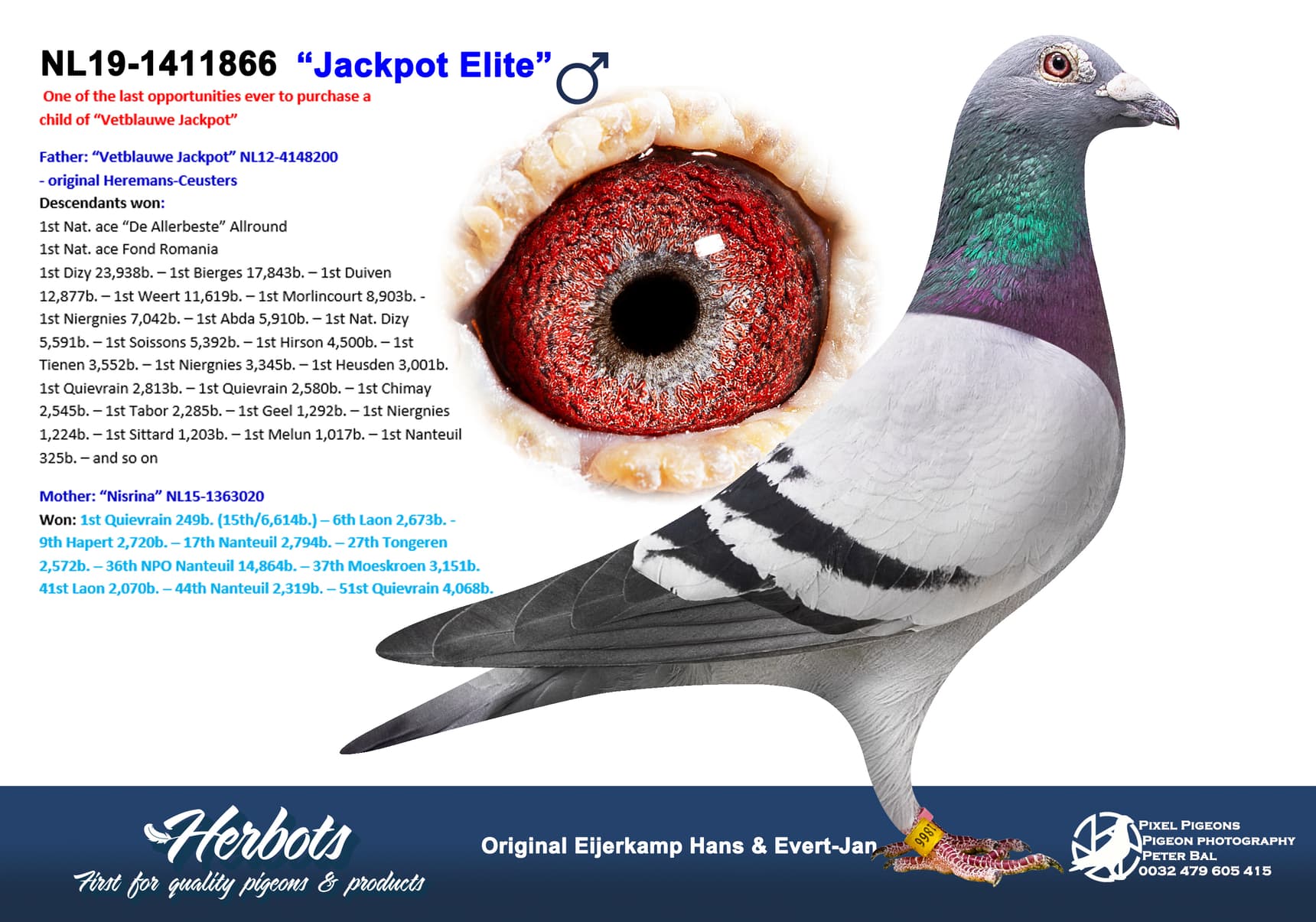 pigeon: undefined