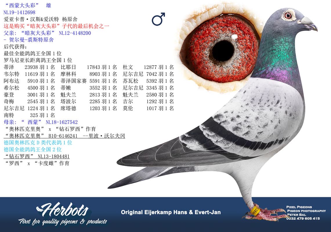 pigeon: undefined