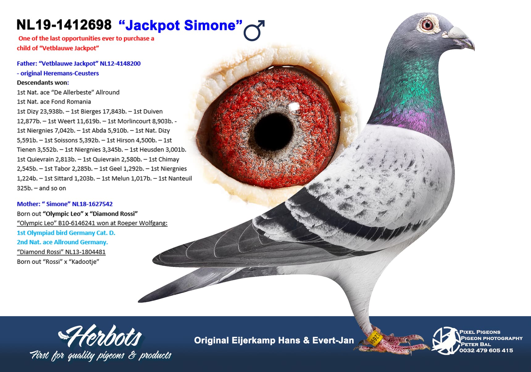 pigeon: undefined