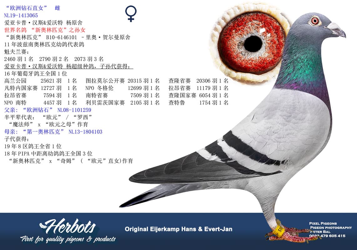pigeon: undefined