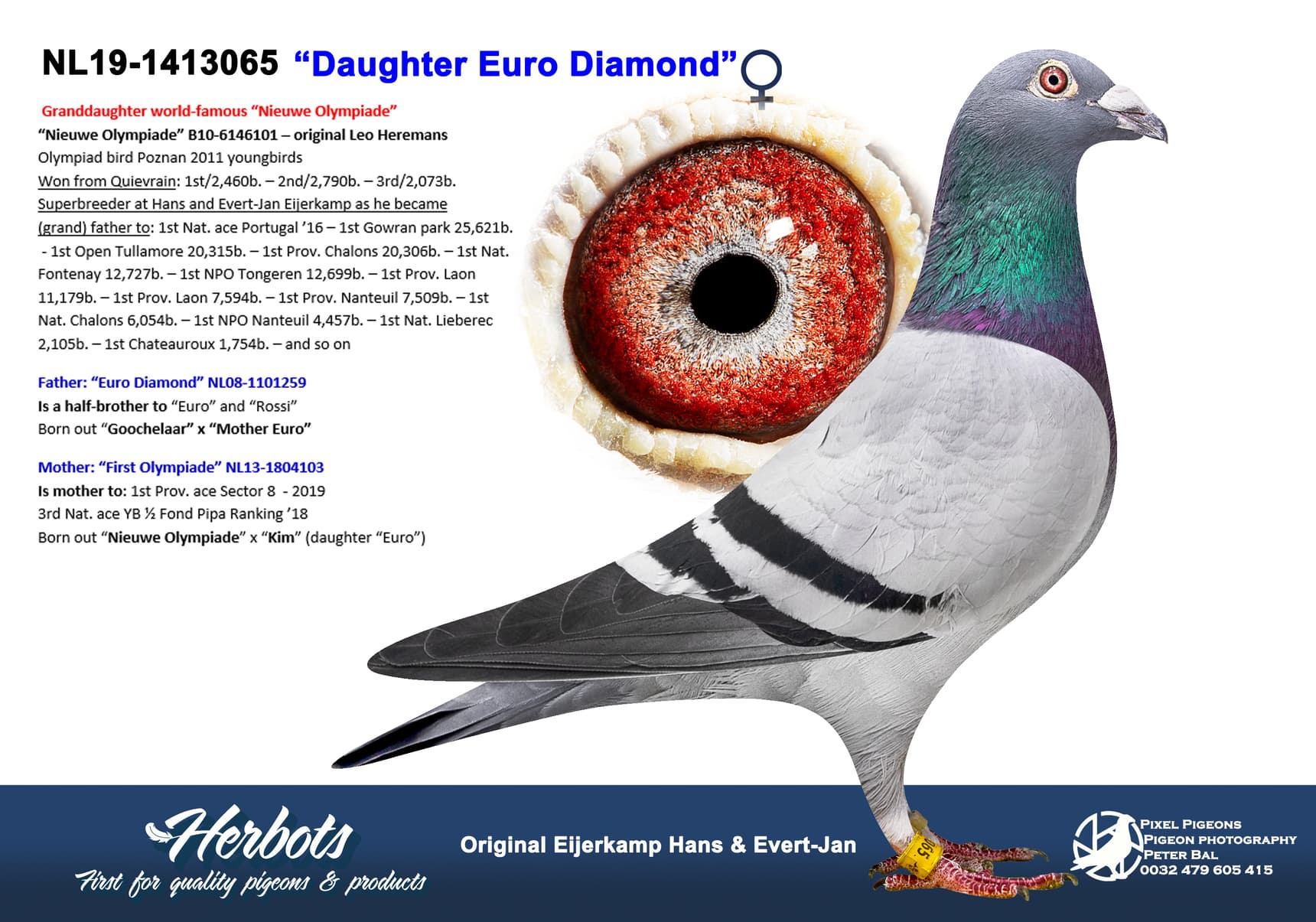 pigeon: undefined