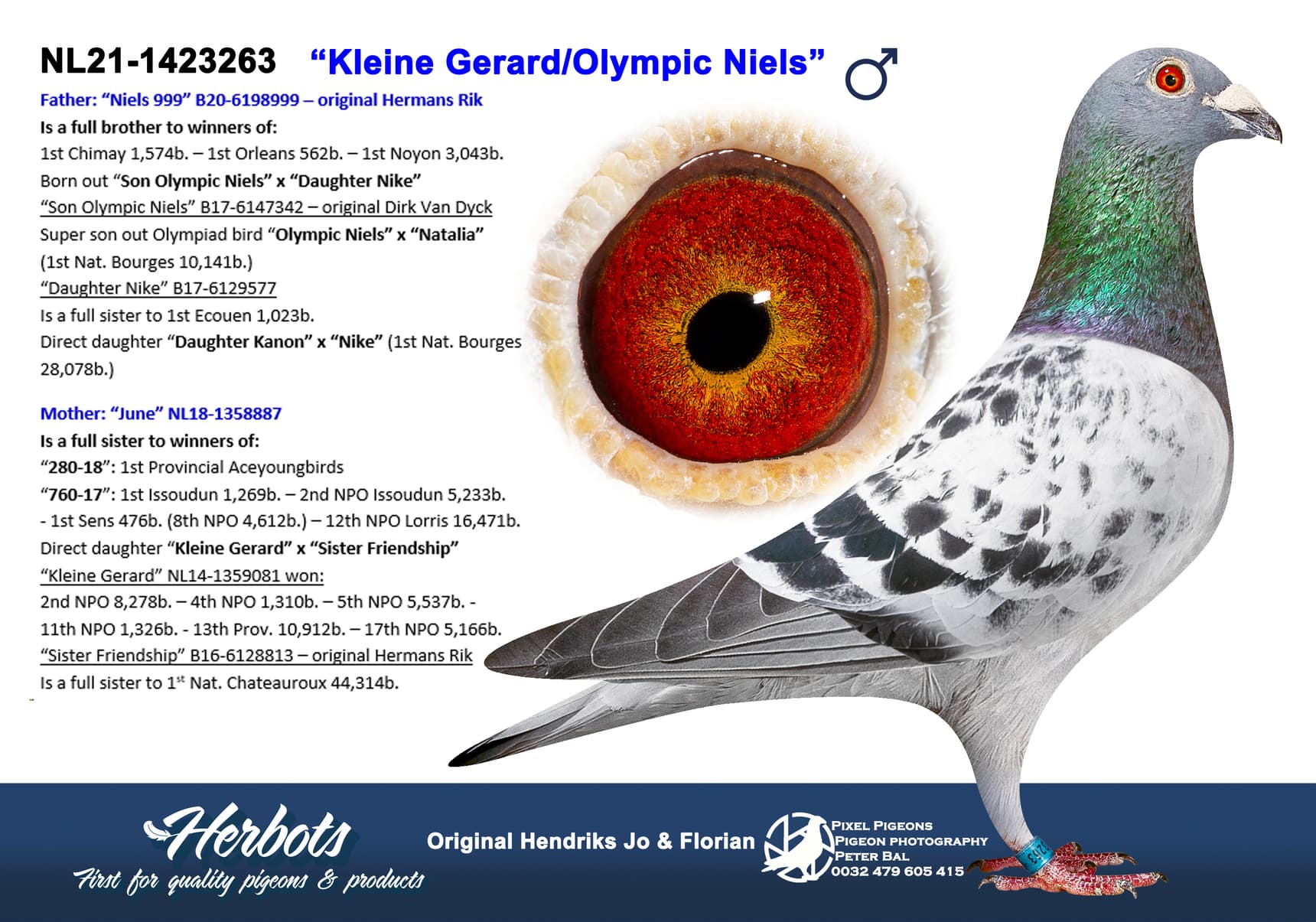 pigeon: undefined