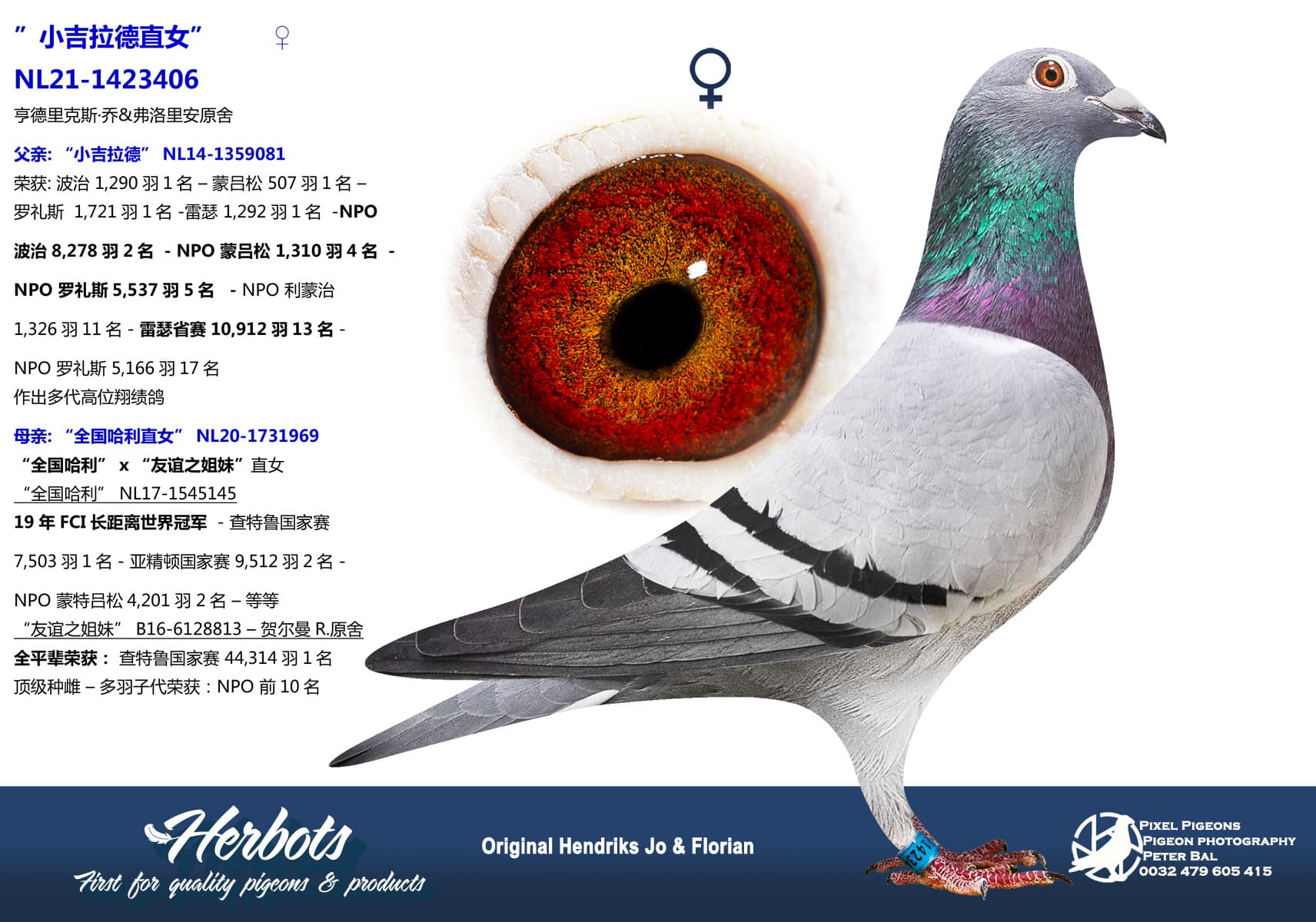 pigeon: undefined