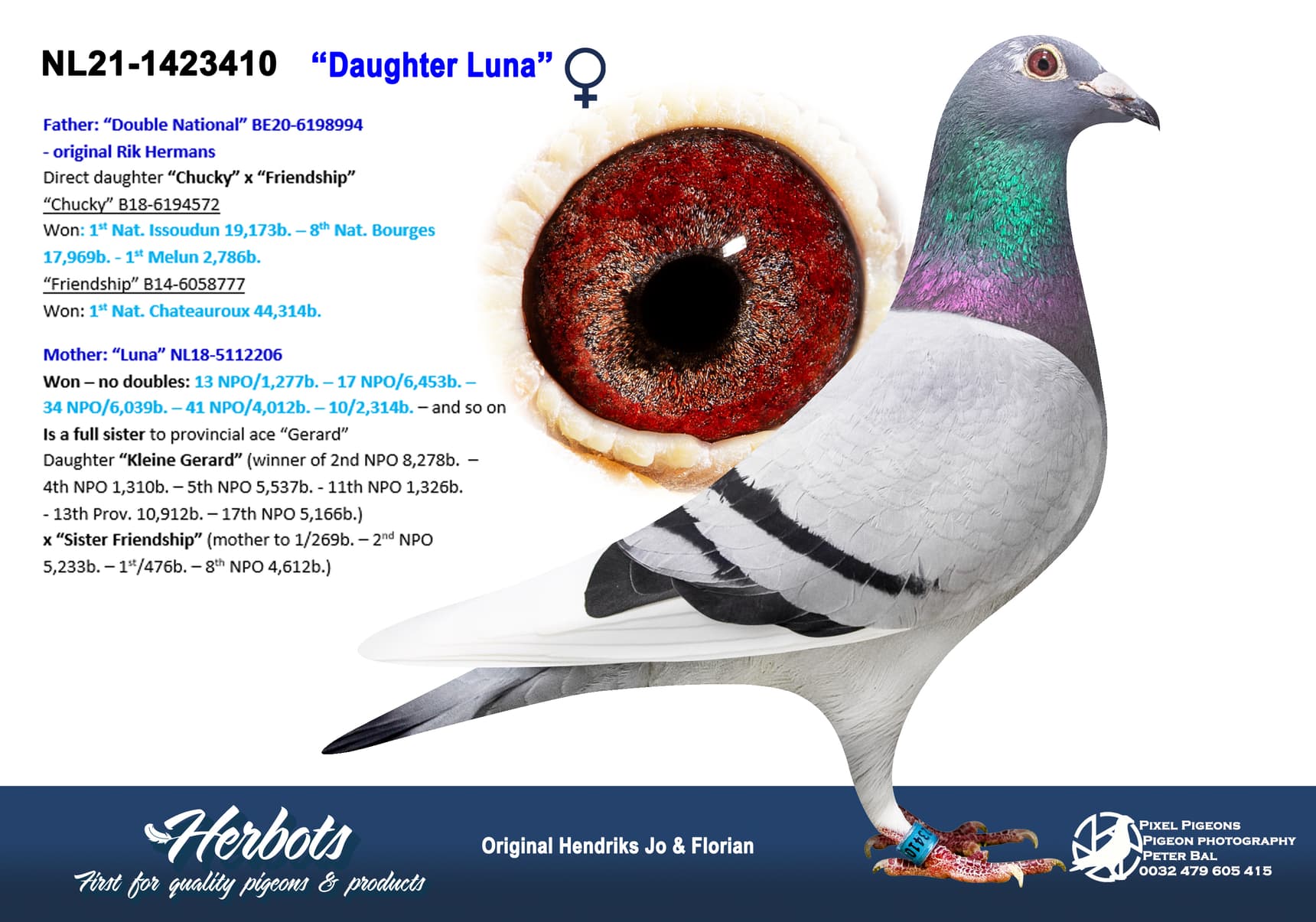 pigeon: undefined