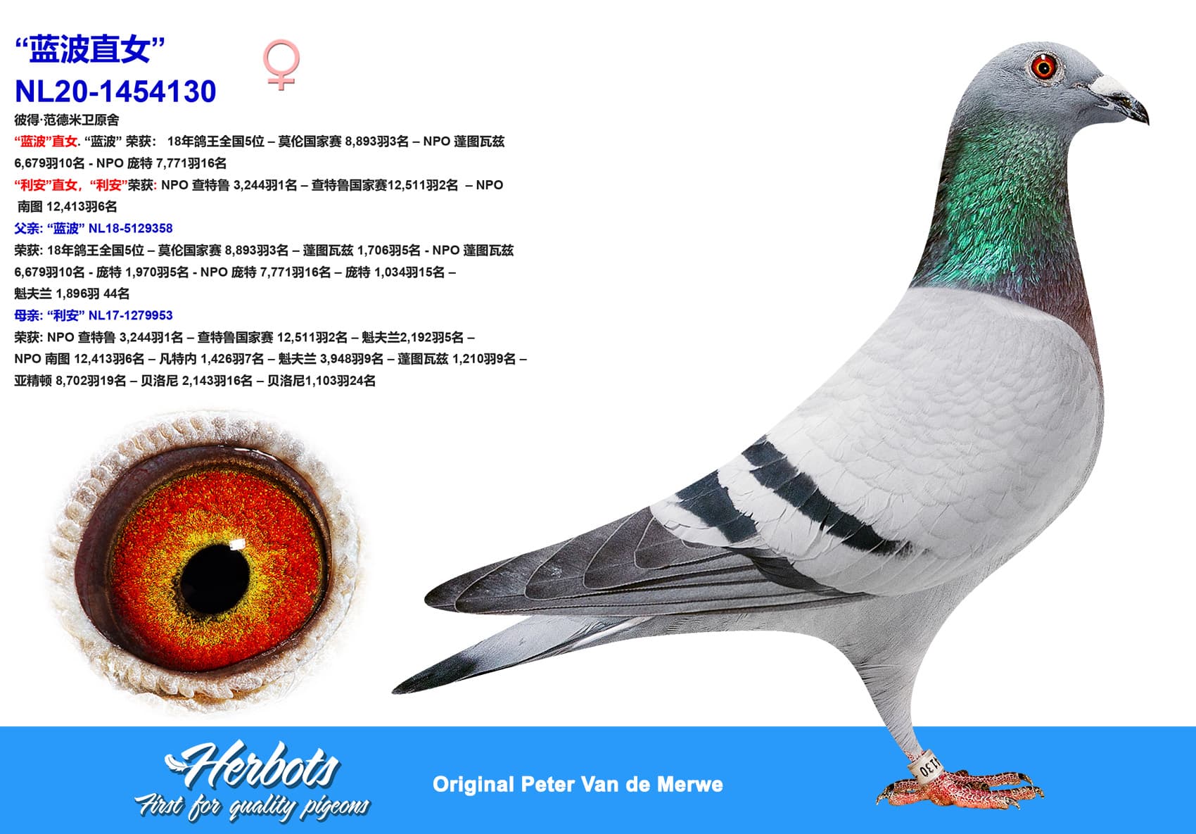 pigeon: undefined