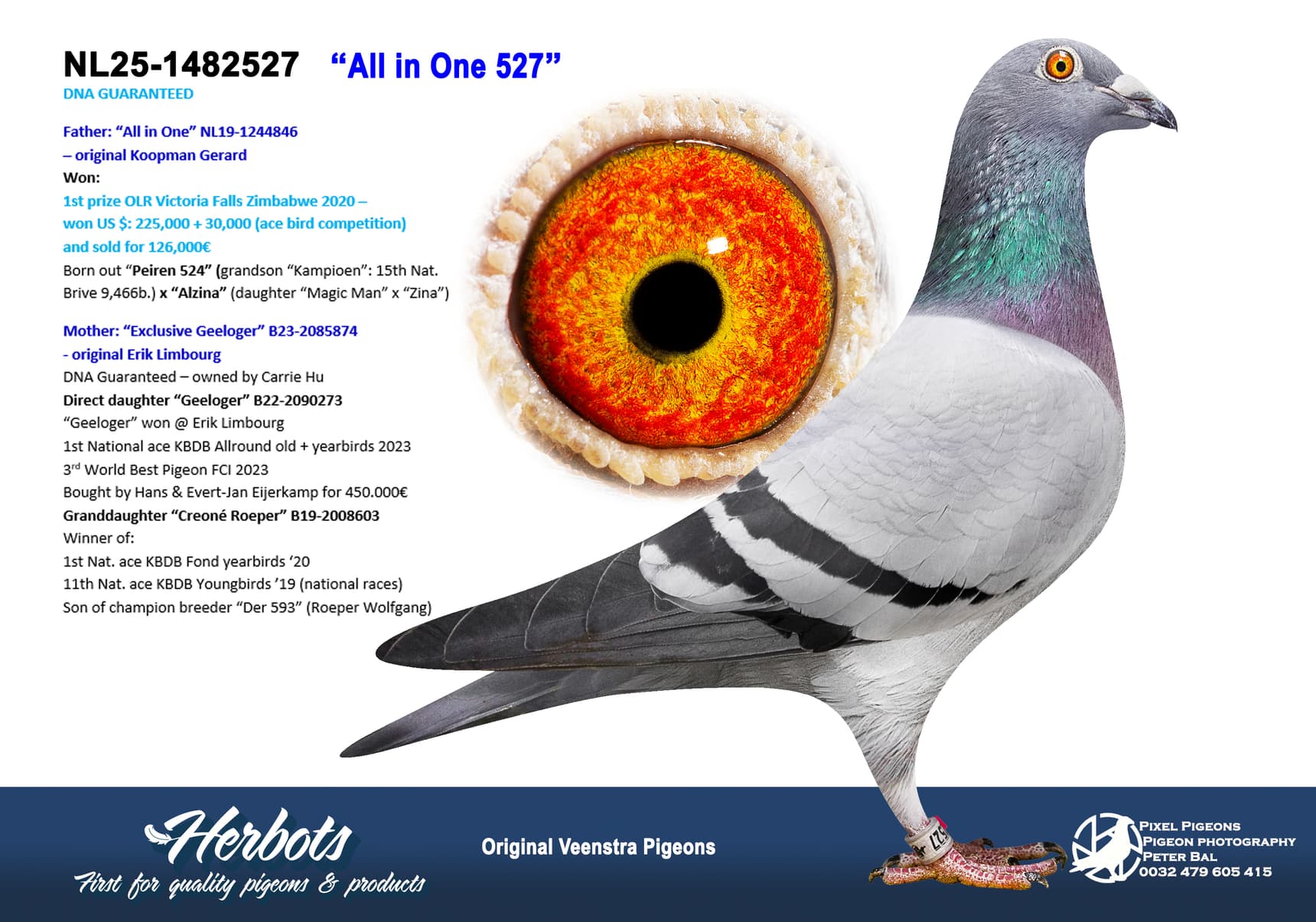 pigeon: undefined