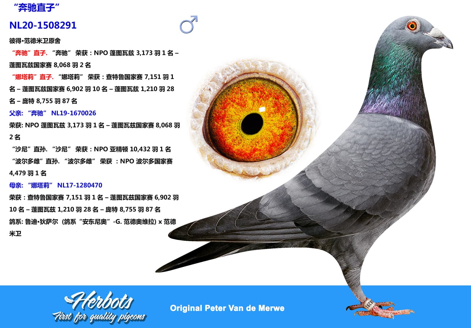 pigeon: undefined