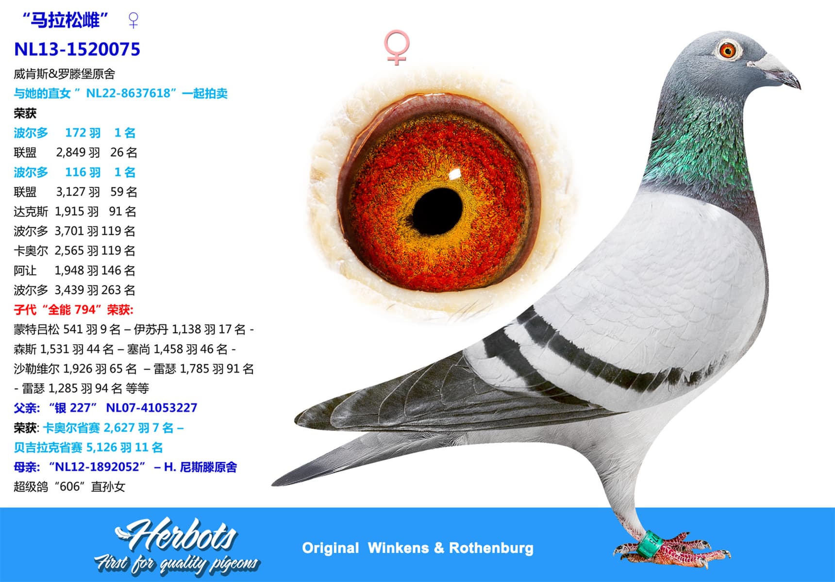 pigeon: undefined