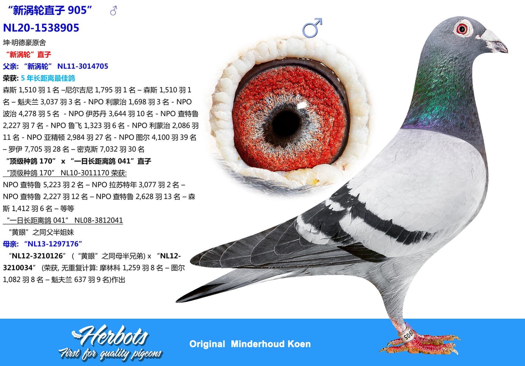 pigeon: undefined