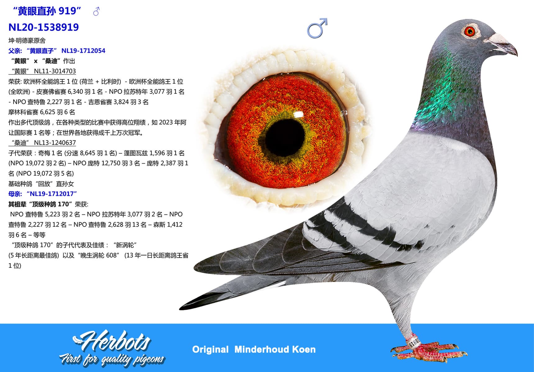 pigeon: undefined