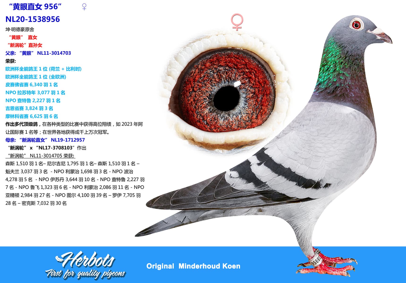 pigeon: undefined