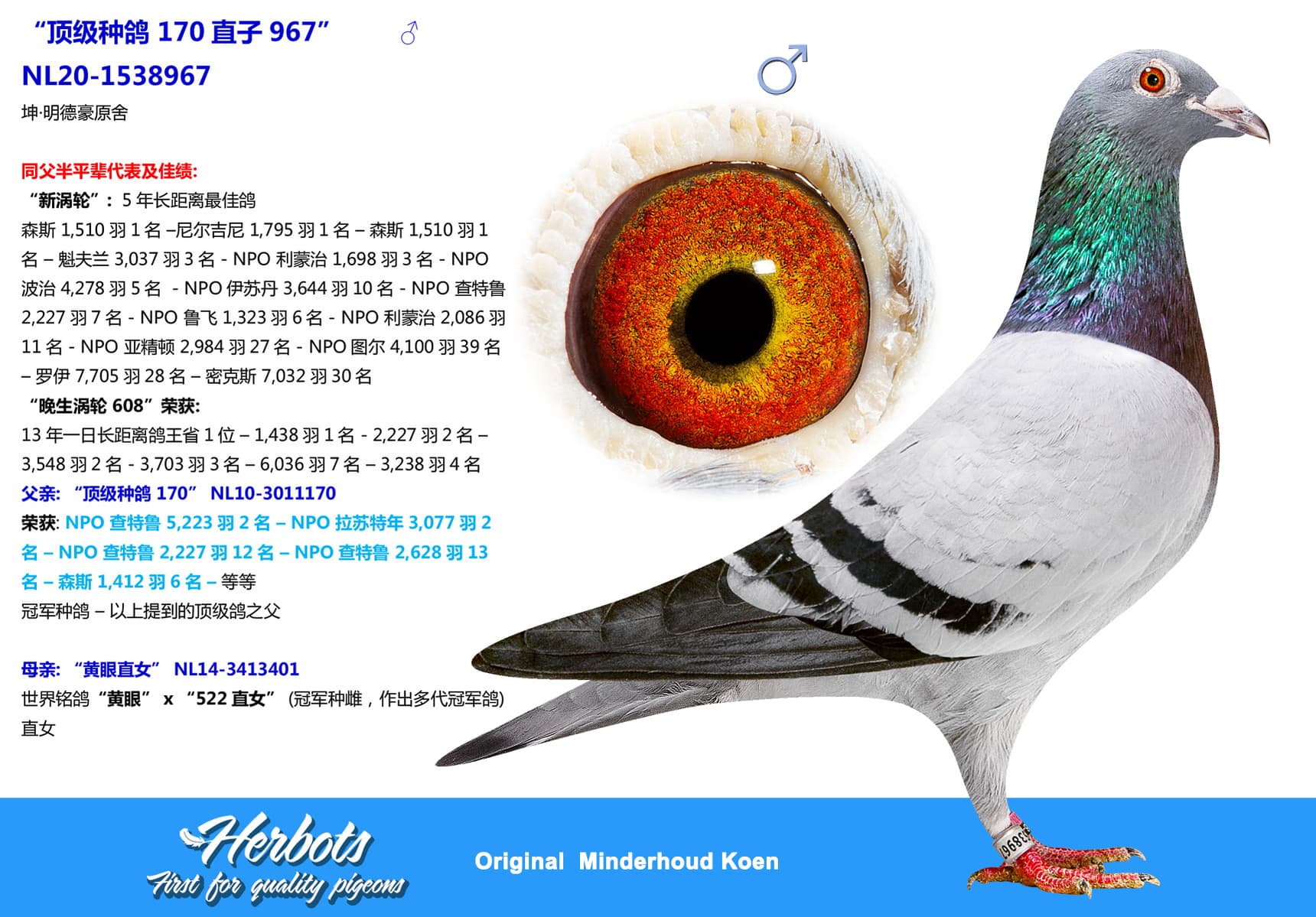 pigeon: undefined