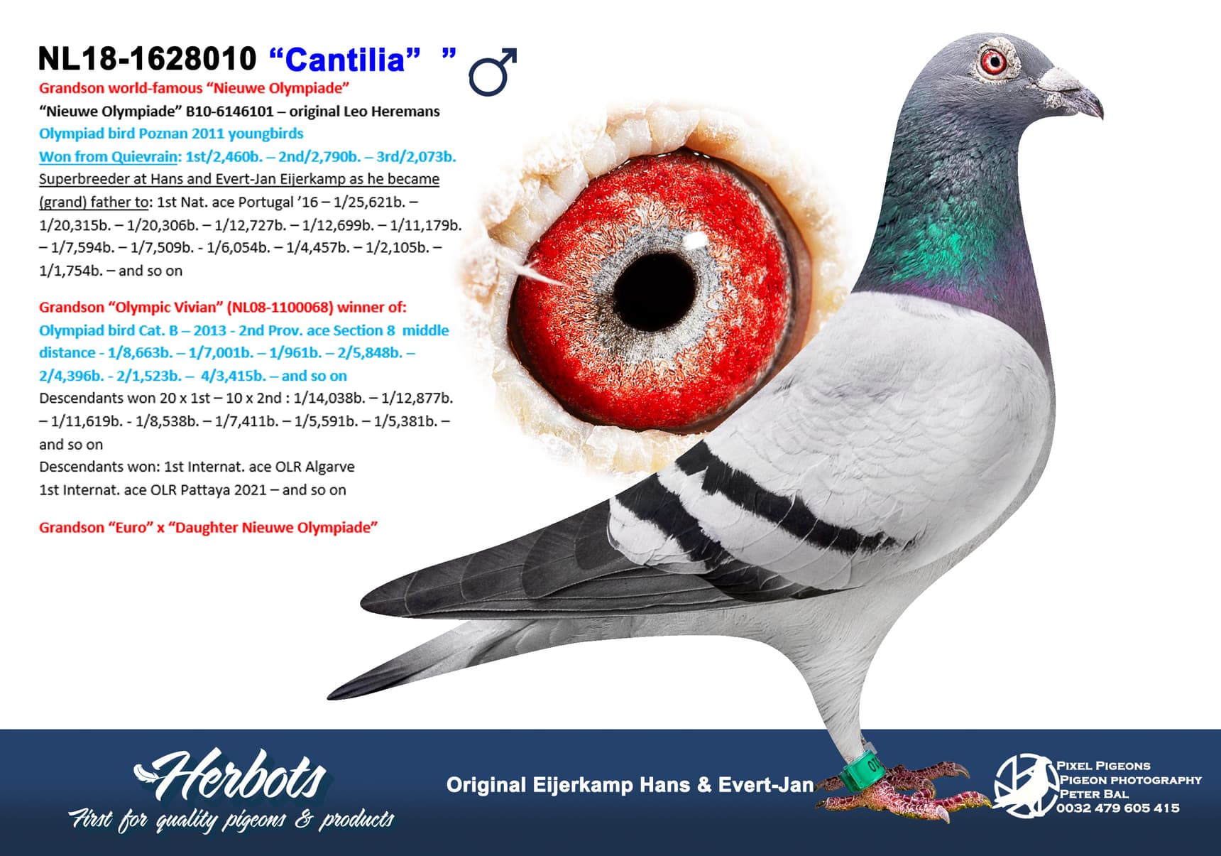 pigeon: undefined