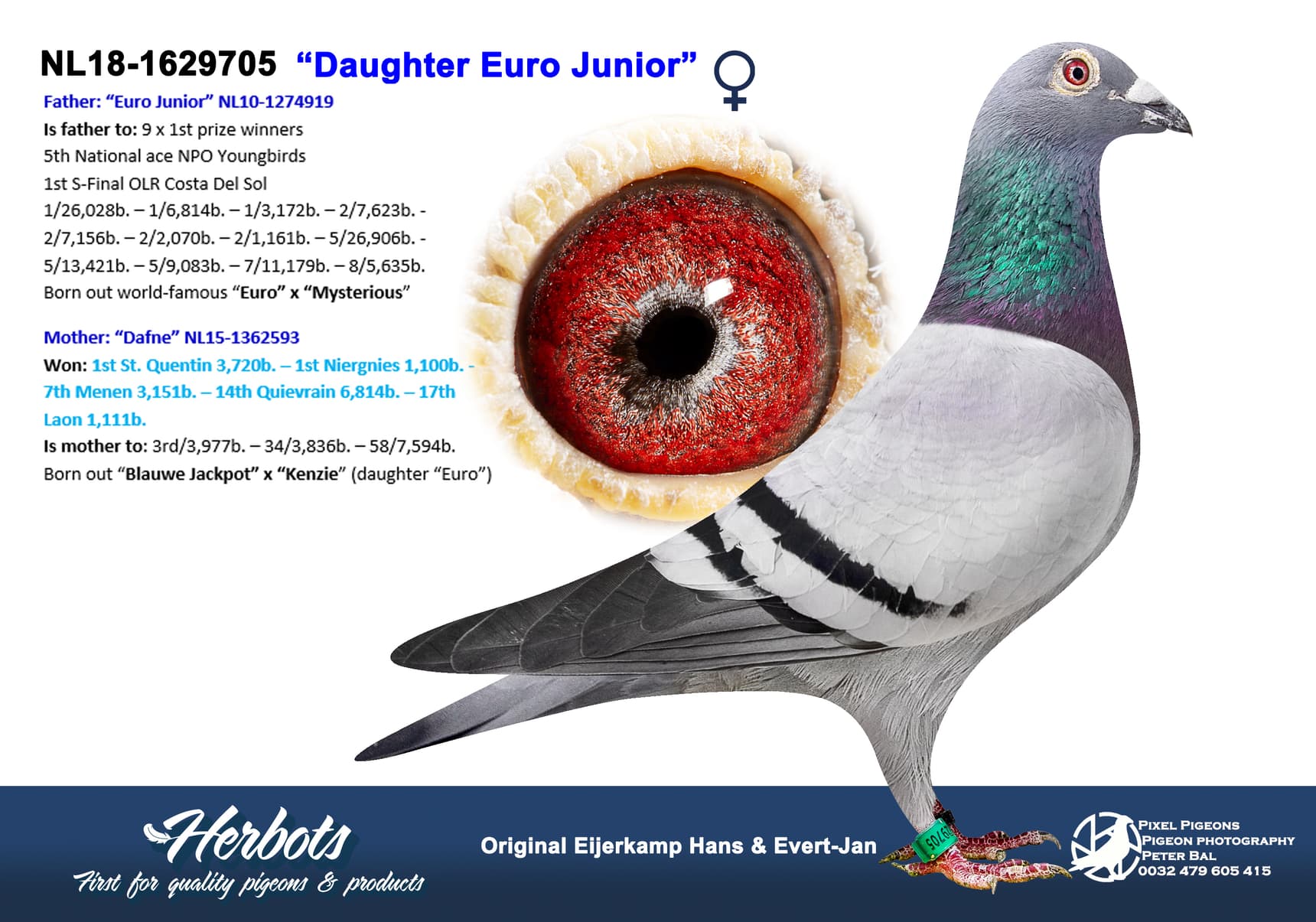 pigeon: undefined