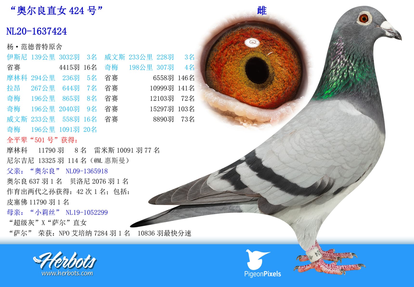 pigeon: undefined