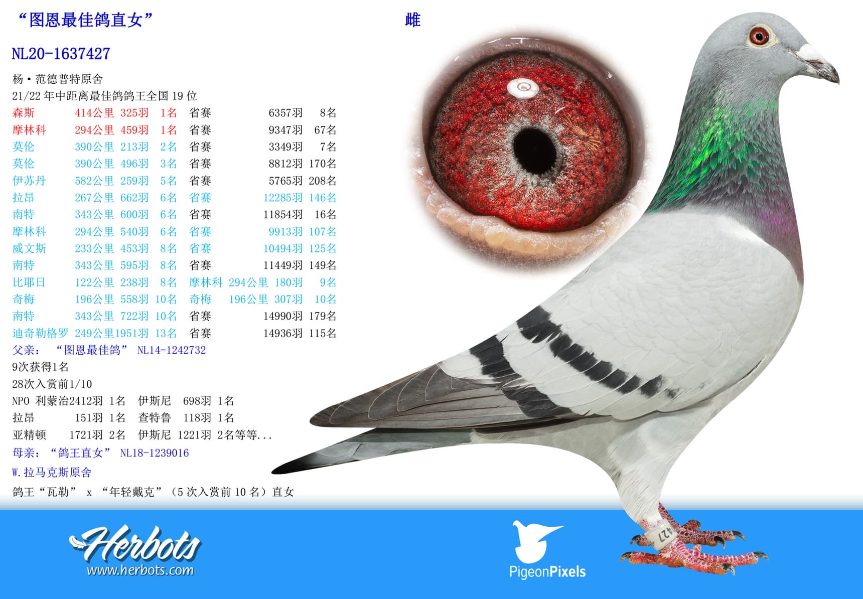 pigeon: undefined