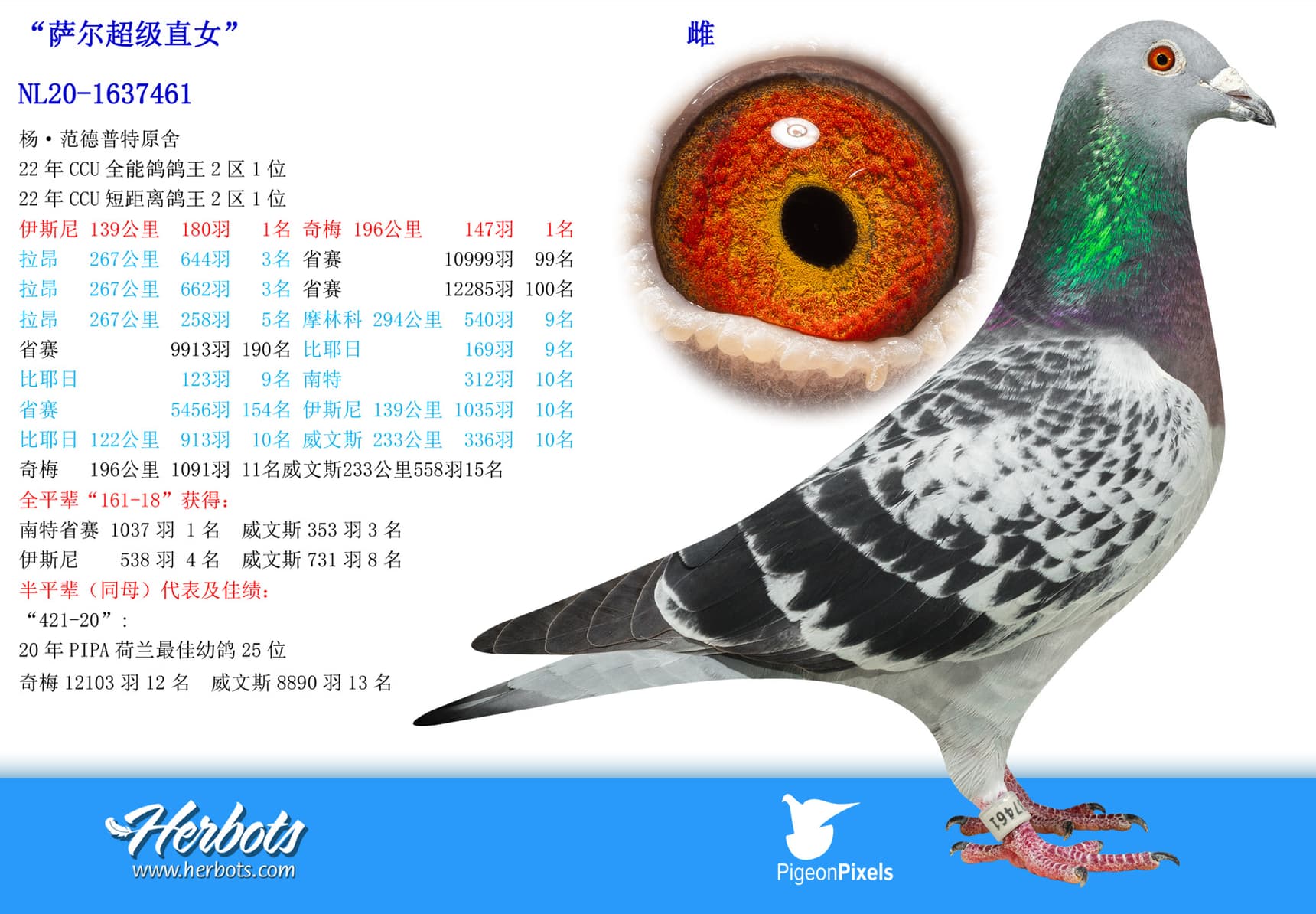 pigeon: undefined