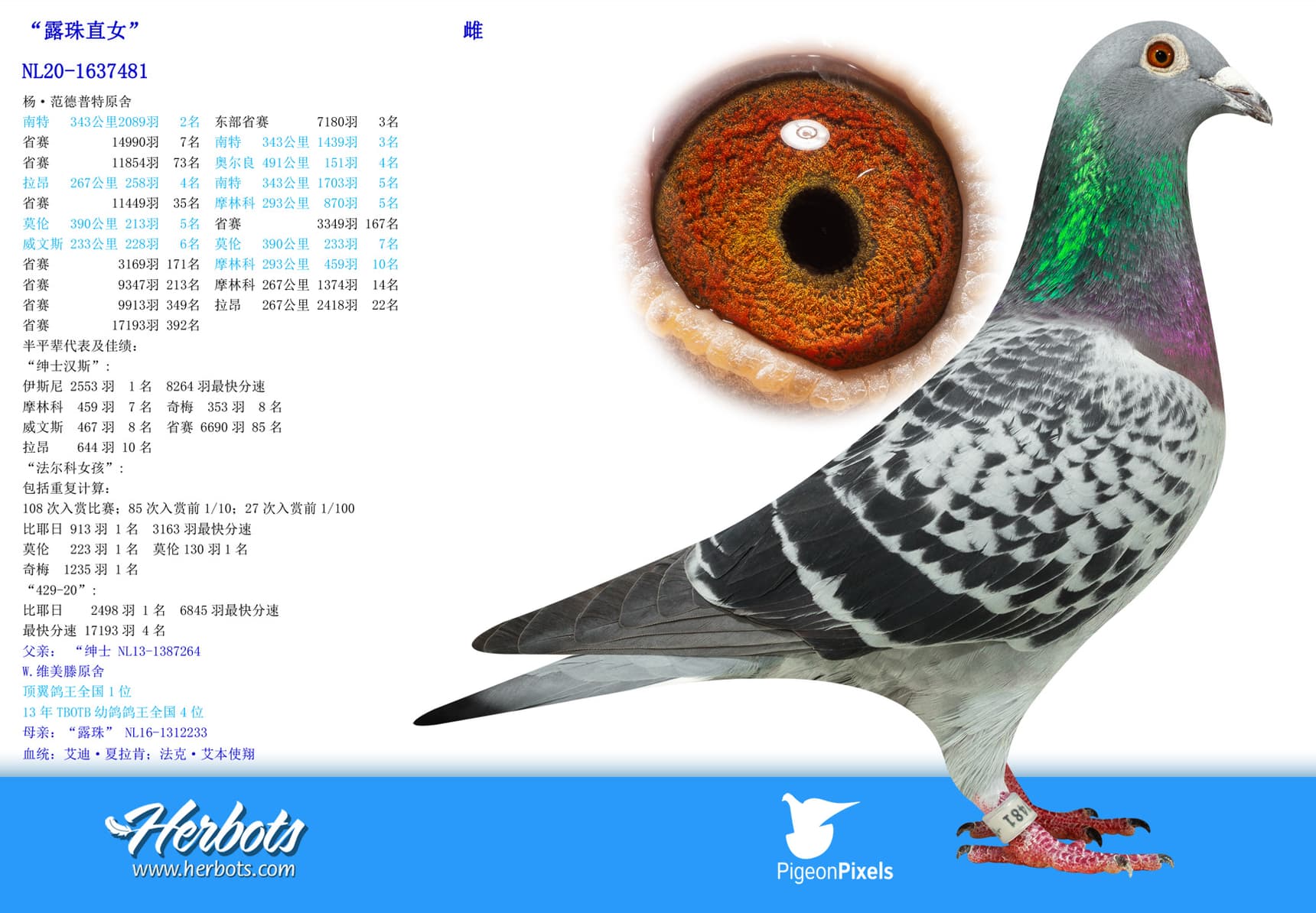 pigeon: undefined